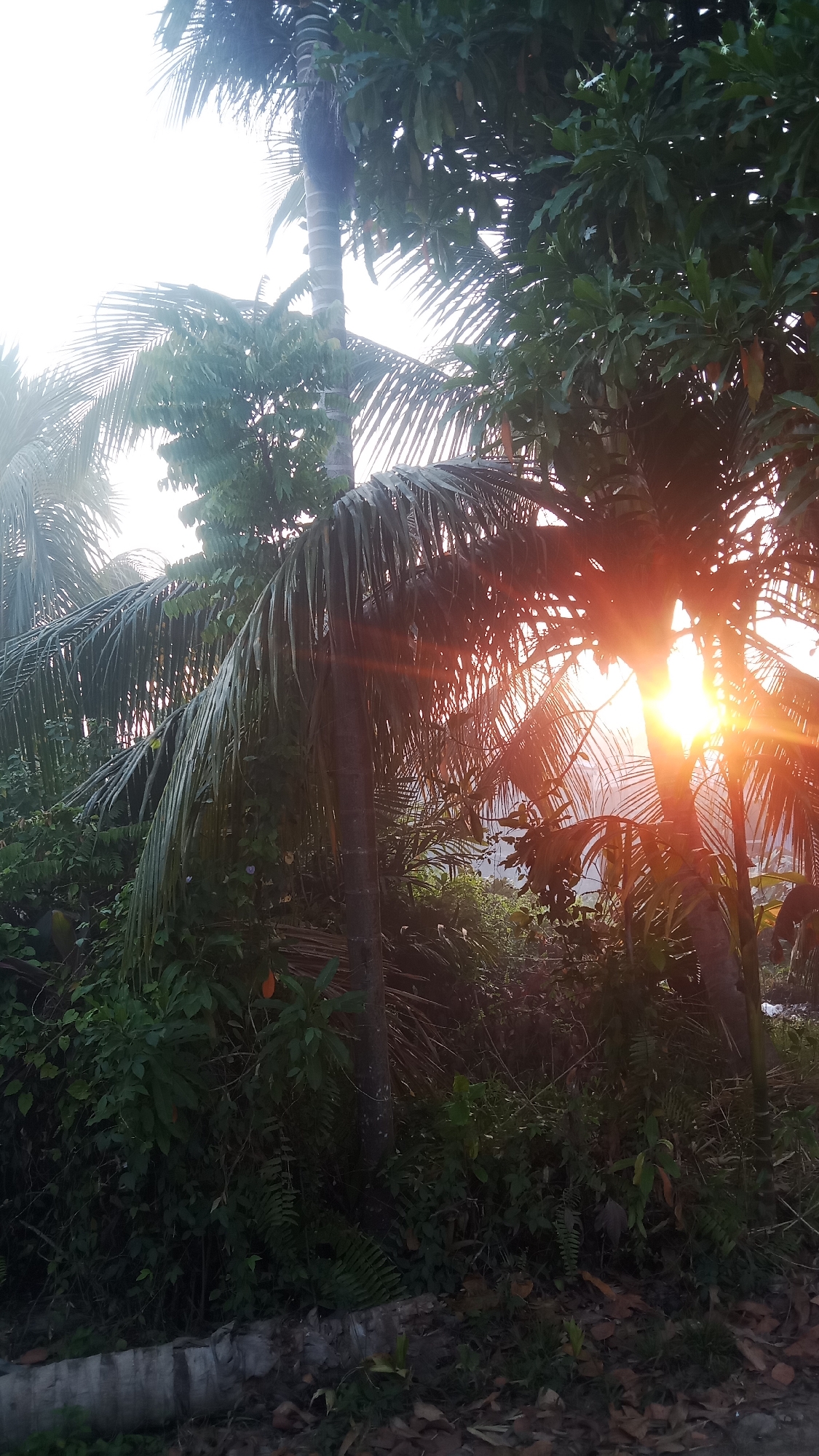 The image depicts a dense tropical environment with palm trees and other foliage illuminated by the warm glow of a setting sun. The sun is partially obscured by the palm fronds, creating lens flare and a bright orange and yellow hue across the scene. The ground is covered in fallen leaves and vegetation, with a concrete barrier visible in the foreground. The overall impression is one of a natural, overgrown area at dusk. Based on the provided information, this scene is located in Sungai Sipai, Indonesia.