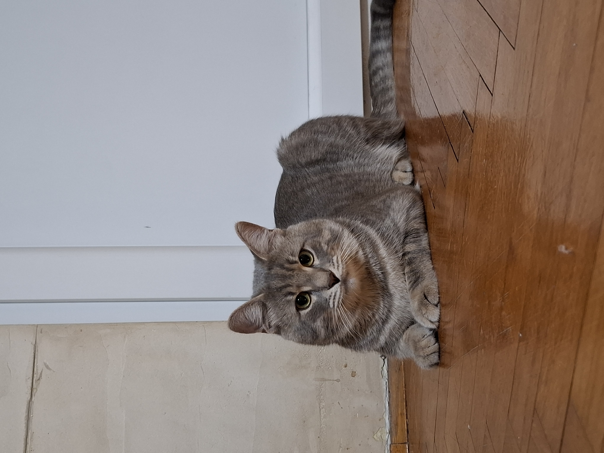 A domestic short-haired cat, likely a grey tabby, is the central subject of the image. The cat is lying down on a polished wooden floor, resting its body. Its head is turned towards the viewer, and it looks directly at the camera with a curious or relaxed expression. The cat has distinctive grey and brown striped fur, with prominent whiskers and bright green-yellow eyes. Its front paws are tucked beneath its head, while its tail extends towards the right side of the frame.
The setting appears to be indoors. The cat is situated on a warm-toned wooden floor with visible grain and a smooth, reflective surface. To the left and behind the cat, a plain white wall or door is visible. In the bottom left corner, there's a section of a textured, light beige or off-white wall, which shows some signs of wear or unevenness. The overall lighting is soft and even, suggesting an indoor environment without harsh sunlight. No specific time of day or weather conditions can be definitively determined. There is no visible text in the image.