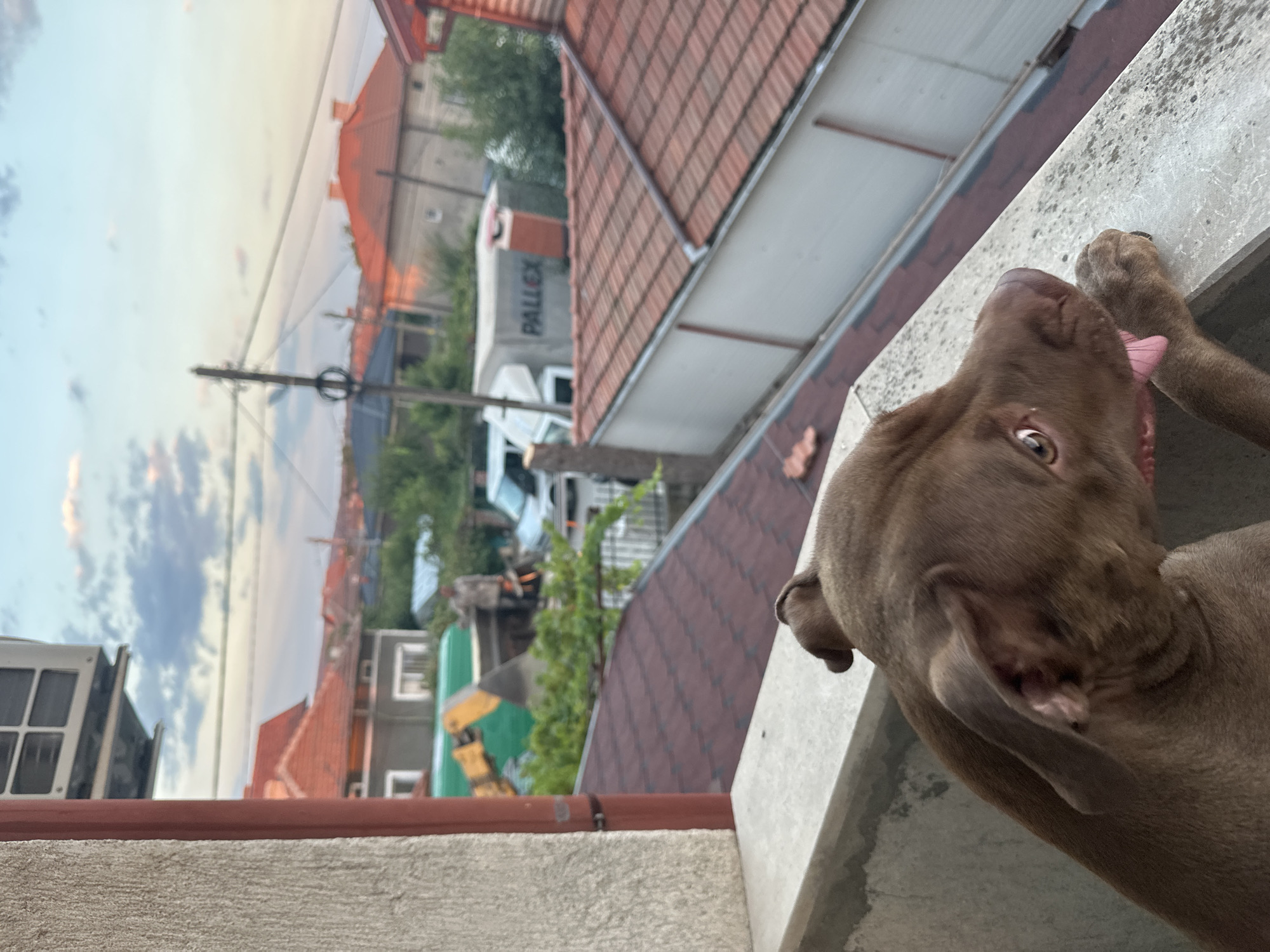 A brown pit bull terrier dog is perched on a concrete balcony railing, looking out over a residential neighborhood in Malevo, Bulgaria. The dog's head and shoulders are visible, with its tongue sticking out and paws resting on the railing. In the background, houses with red tile roofs are scattered among trees, and a construction site with a backhoe and a truck is active. The sky above is a pale blue with scattered clouds, and the setting sun casts a warm glow on the scene.