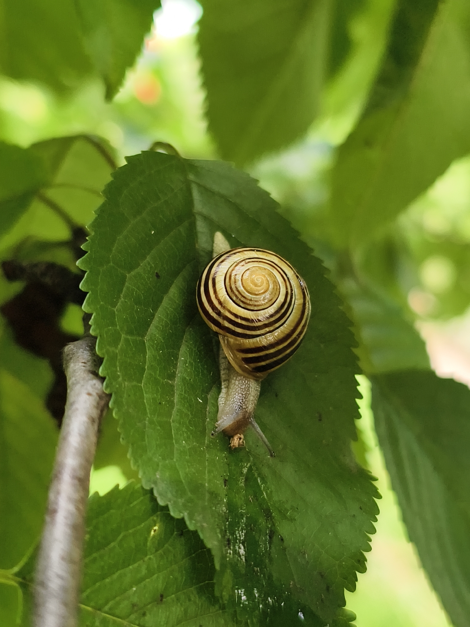 A snail with a spiraled shell featuring alternating light tan and dark brown bands is positioned on a large, textured green leaf. The leaf has serrated edges and prominent veins. Behind the leaf, other green leaves and branches create a blurred background with hints of bright light. A portion of a thick, greyish-brown branch is visible in the lower left of the frame. The scene appears to be in a natural outdoor setting, likely a garden or park. The image does not contain any information about the city of Tczew, Poland.