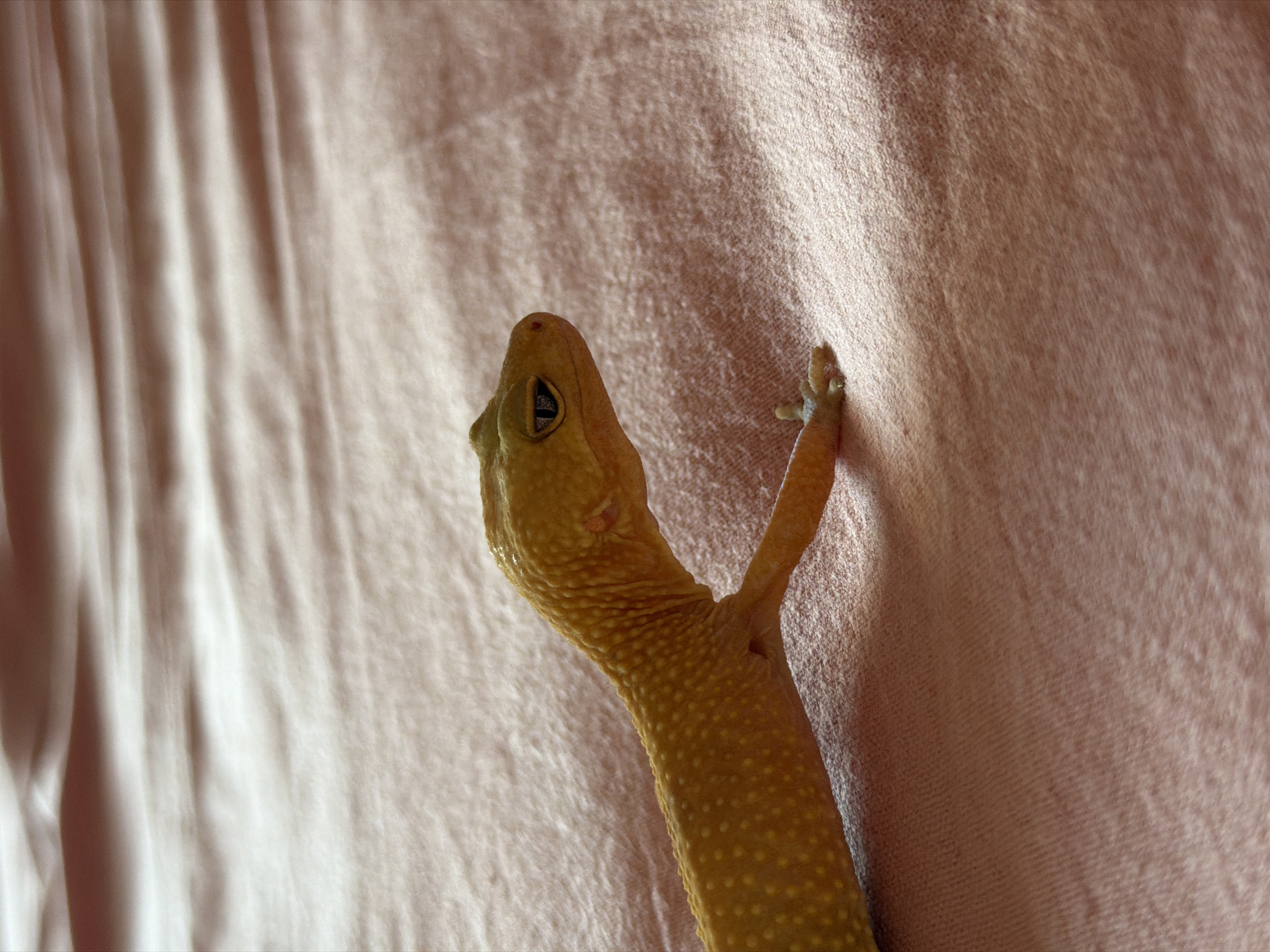 A close-up, side-profile shot shows a leopard gecko with yellow skin and dark spots resting on a pink, textured fabric. The gecko's head is turned to the right, with one front leg extended forward and the other tucked under its body. The fabric has soft, horizontal folds, creating a textured background. The image is focused on the gecko, with the background slightly blurred. No location in Mengwi, Indonesia is visible.