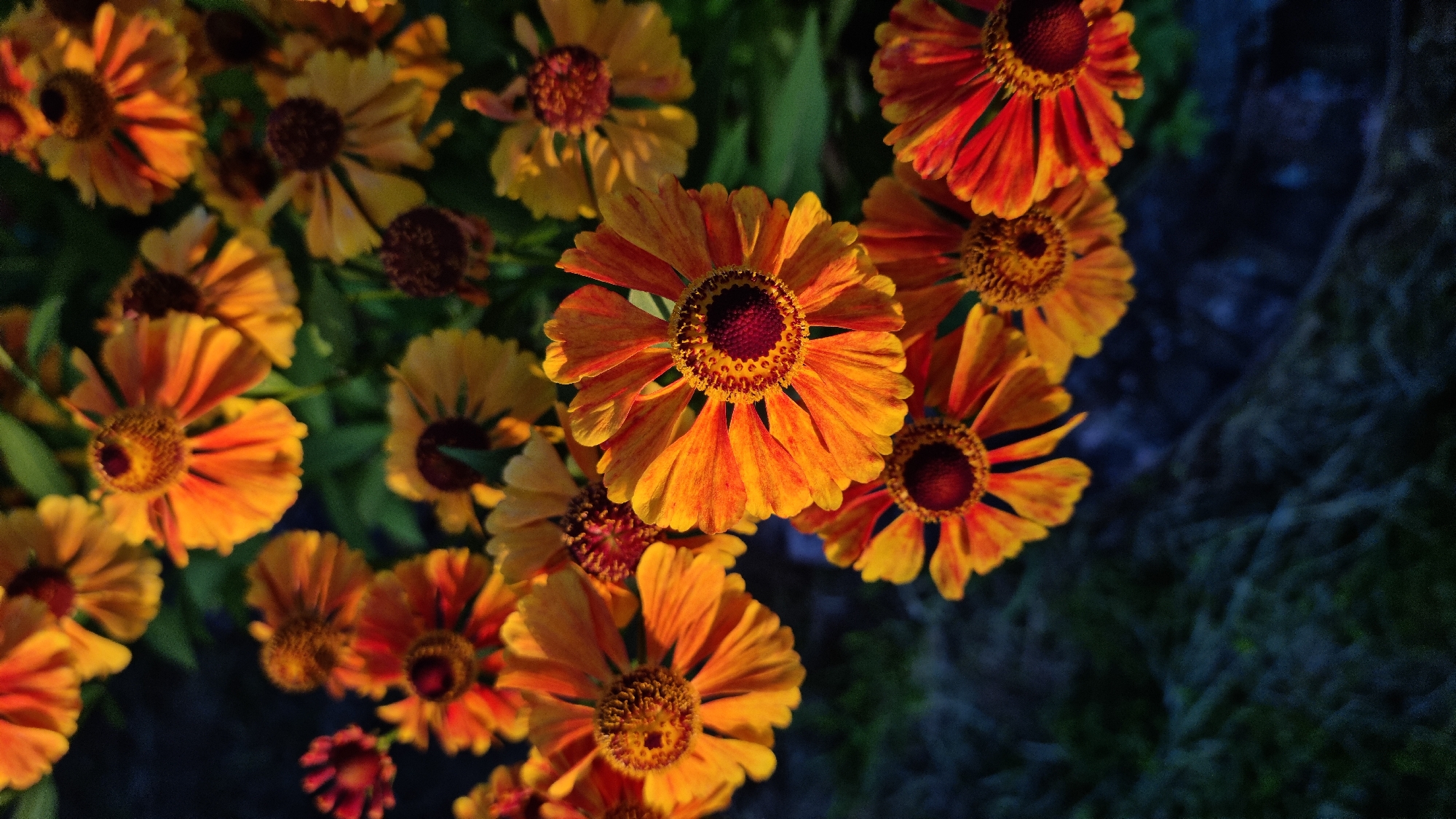 The image displays a close-up, overhead view of a cluster of helenium flowers, also known as sneezeweed, in bloom. The flowers exhibit vibrant orange and yellow petals, with dark reddish-brown centers. Some of the flowers are fully open, revealing their intricate structures, while others are partially closed or in various stages of development, including dried seed heads. The petals are elongated and somewhat pointed, with subtle variations in color, some showing streaks of red. The background is a dark, out-of-focus mix of green foliage and dark, shadowed ground, possibly moss or dense vegetation. The lighting appears to be natural, with some areas illuminated and others in shadow, creating a sense of depth and contrast. There are no people or man-made objects visible in the image, and therefore no specific location in the city of Vysokoe, Russia, can be identified. The scene focuses solely on the botanical details of the helenium flowers.