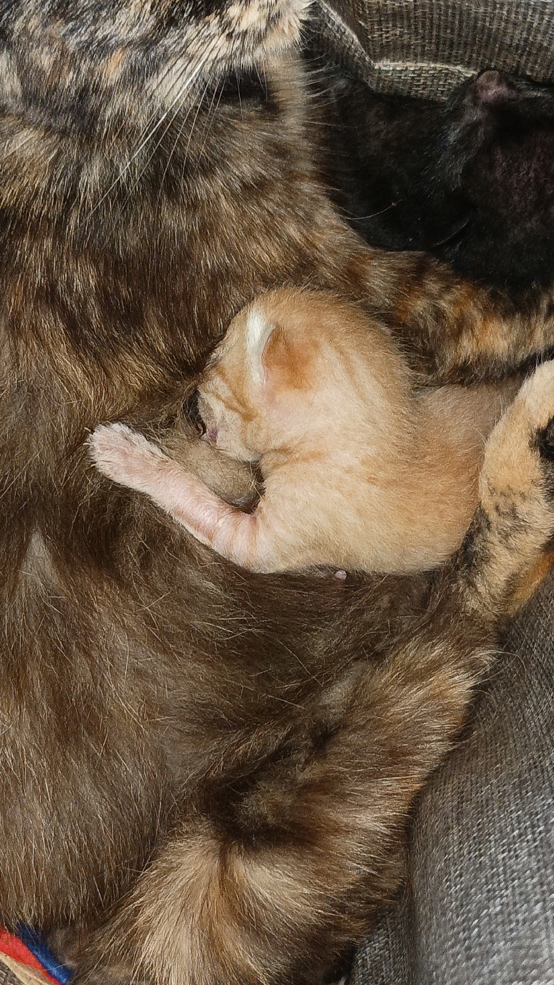 A close-up, overhead shot captures a tiny, light orange kitten nestled against the brown and black fur of its mother cat. The kitten's eyes are closed, and its small body is curled up, with one paw resting gently on the mother's side. The mother cat's fur is a mix of brown, black, and some orange, with distinct tabby markings visible. The background consists of a textured gray surface, possibly a blanket or cushion. There is no visible indication of the location being in Tigaraksa, Indonesia.