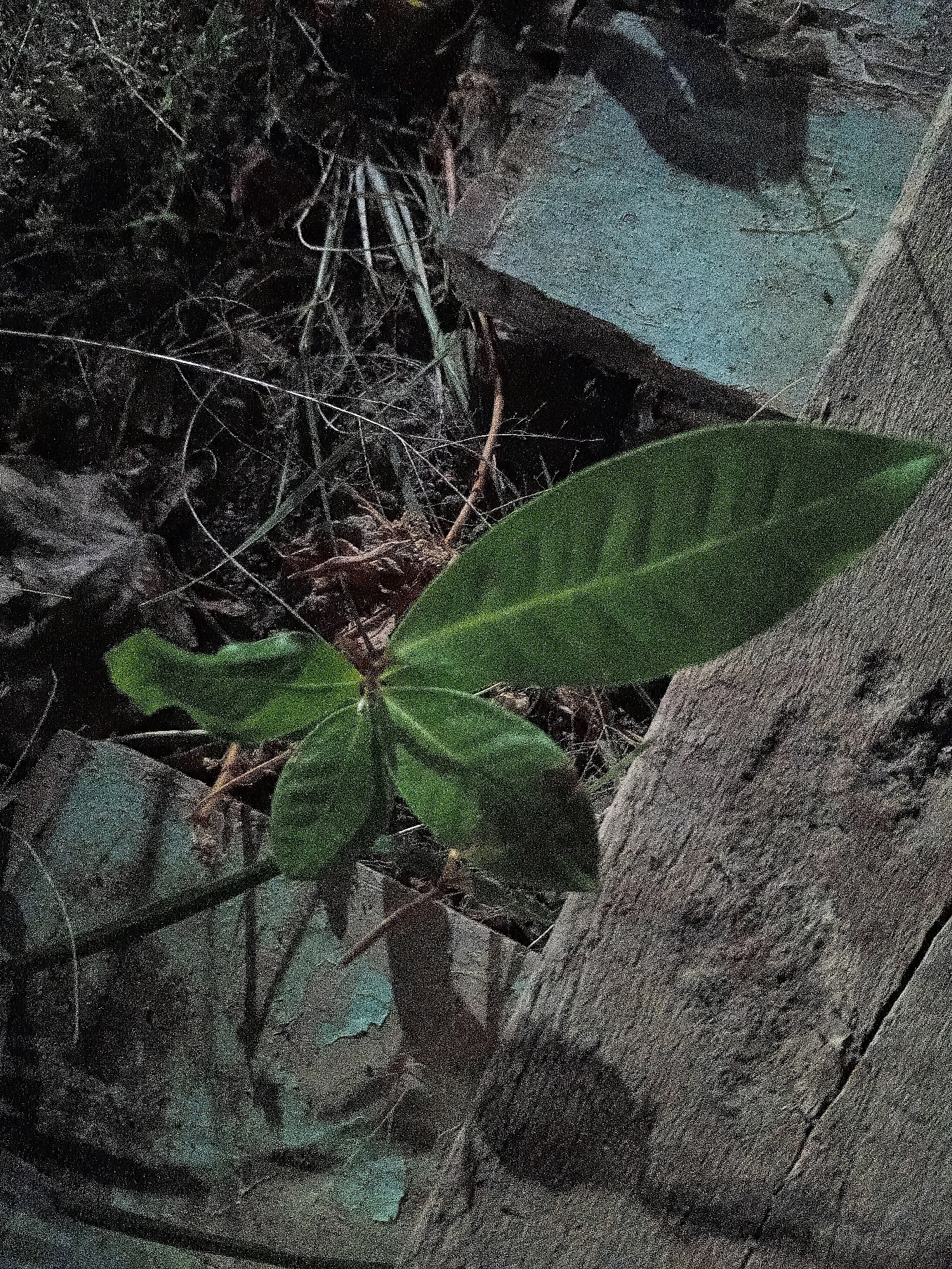 The image shows a close-up view of a small, leafy plant emerging from the ground. The plant has several green leaves, with one prominent, elongated leaf in the foreground. The background consists of dark soil, dry twigs, and some textured, bluish-gray surfaces that appear to be stones or concrete. A rough, wooden plank runs diagonally across the right side of the frame. The lighting is dim, casting shadows on the ground. The scene is outdoors, with a focus on the plant and its immediate surroundings. There is no identifiable location in the city of Cikal, Indonesia, visible in the image.