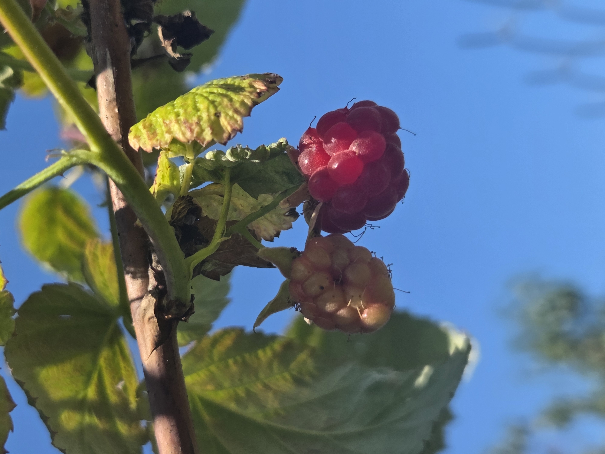 The image depicts two raspberries hanging from a branch against a clear blue sky. The raspberry on the left is light pink and appears less ripe, while the raspberry on the right is a vibrant red and seems fully ripe. The surrounding leaves are green with some signs of browning and drying at the edges. The scene is set outdoors, with blurred foliage and trees visible in the background. The lighting suggests it is daytime, likely sunny. This image was captured in Frolovo, Russia.