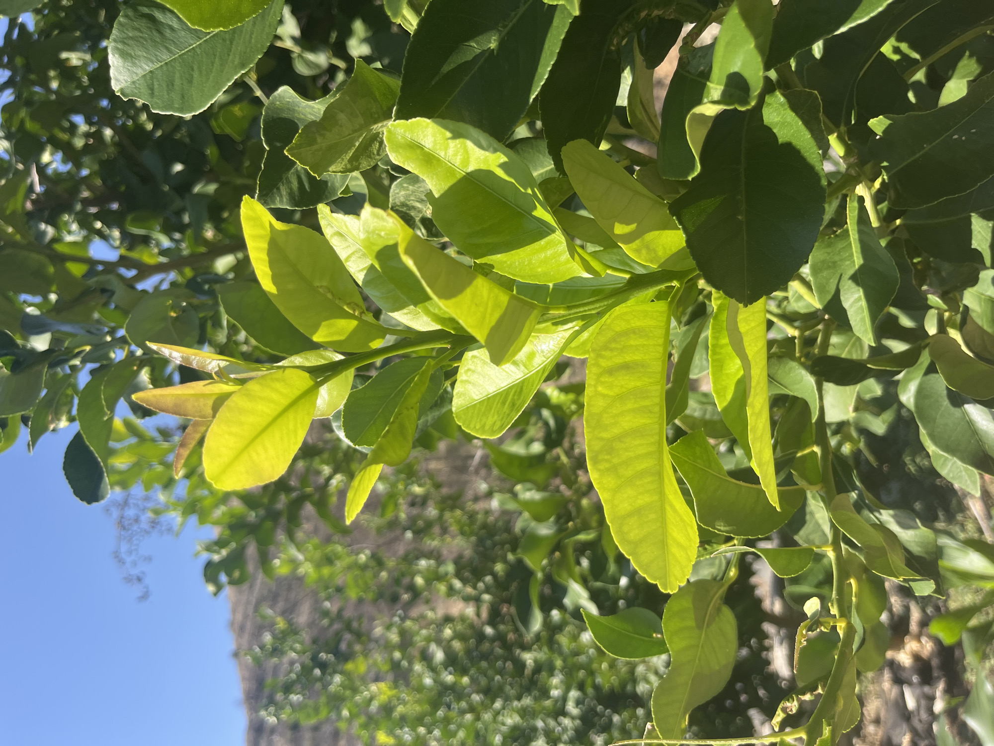 A close-up, eye-level shot focuses on the vibrant green leaves of a tree, bathed in bright sunlight. The foreground is dominated by a branch of the tree, with its leaves in sharp focus. These leaves exhibit a range of green hues, from a bright, almost yellow-green on the new growth at the top to a deeper, darker green on the older, more mature leaves. The sunlight casts distinct shadows on the leaves, highlighting their texture and shape. In the background, the scene blurs into a bokeh effect, showing more of the tree's foliage and the bright blue sky above. To the left, a gently sloping hillside, covered in dry vegetation, is visible, suggesting a rural or semi-rural environment, potentially on the outskirts of Silikou, Cyprus. There are no people or animals present in the image.