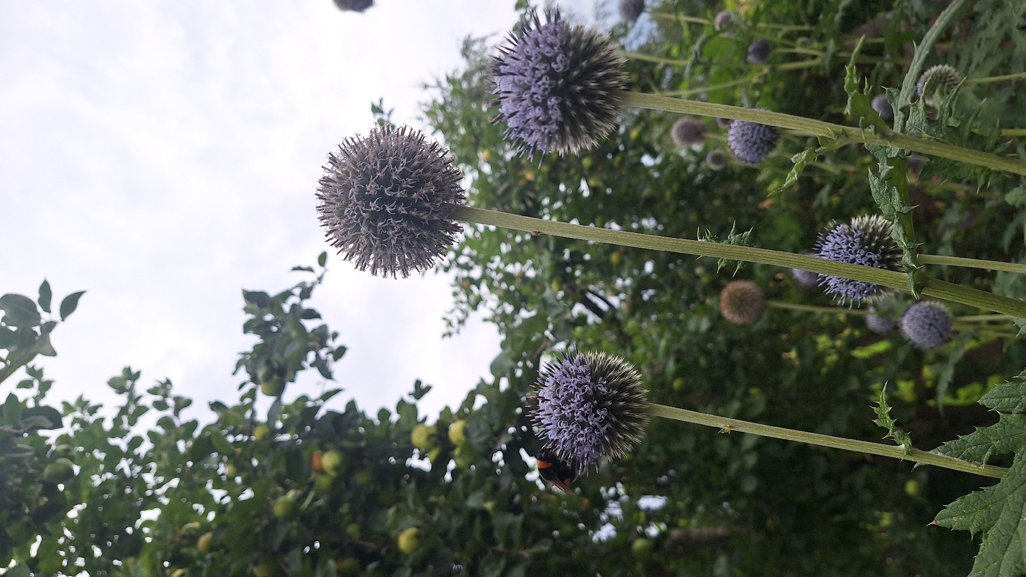 An outdoor, low-angle, medium shot captures a cluster of thistle-like flowers in the foreground. The flowers are predominantly spherical with purple petals and spiky exteriors. One flower in the left mid-ground has a bumblebee resting on its surface. Behind the flowers, an apple tree is visible, laden with green and red apples, with lush green foliage. The background consists of more greenery and a cloudy sky. The scene appears to be a garden or orchard. No people are present.