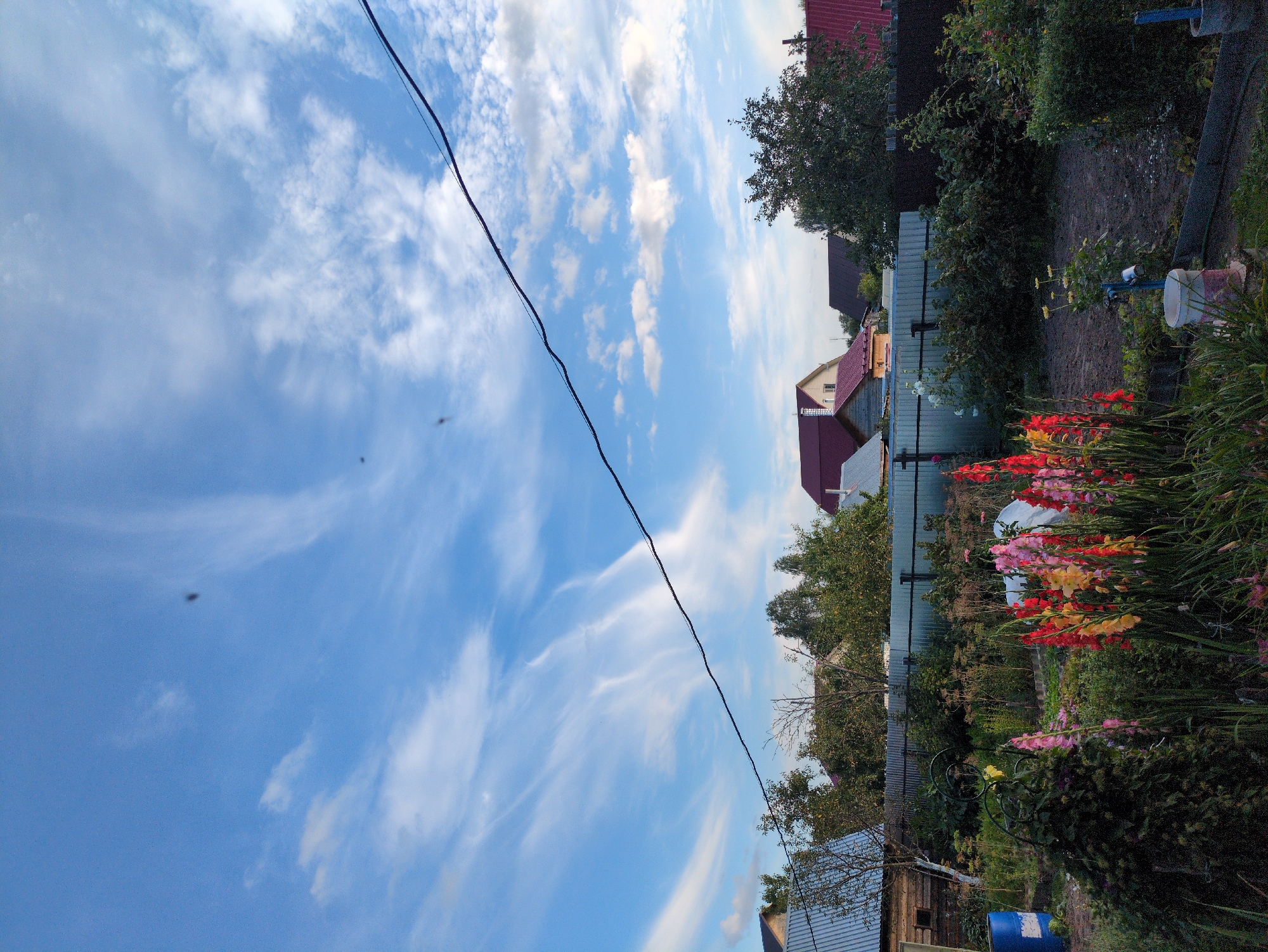 The image depicts a scene in a backyard in Kulebaki, Russia, under a bright blue sky with wispy white clouds. In the foreground, a vibrant cluster of gladiolus flowers in shades of red, pink, and yellow stands tall. To the left, a dark green, bushy plant is partially visible, and behind it, a blue barrel. A metal fence runs across the middle ground, separating the garden from a row of houses with red and grey roofs, partially obscured by trees. A dark power line stretches diagonally across the upper portion of the image. Several small dark specks, likely insects, are visible in the sky. The overall impression is of a rural or suburban backyard garden on a clear day.