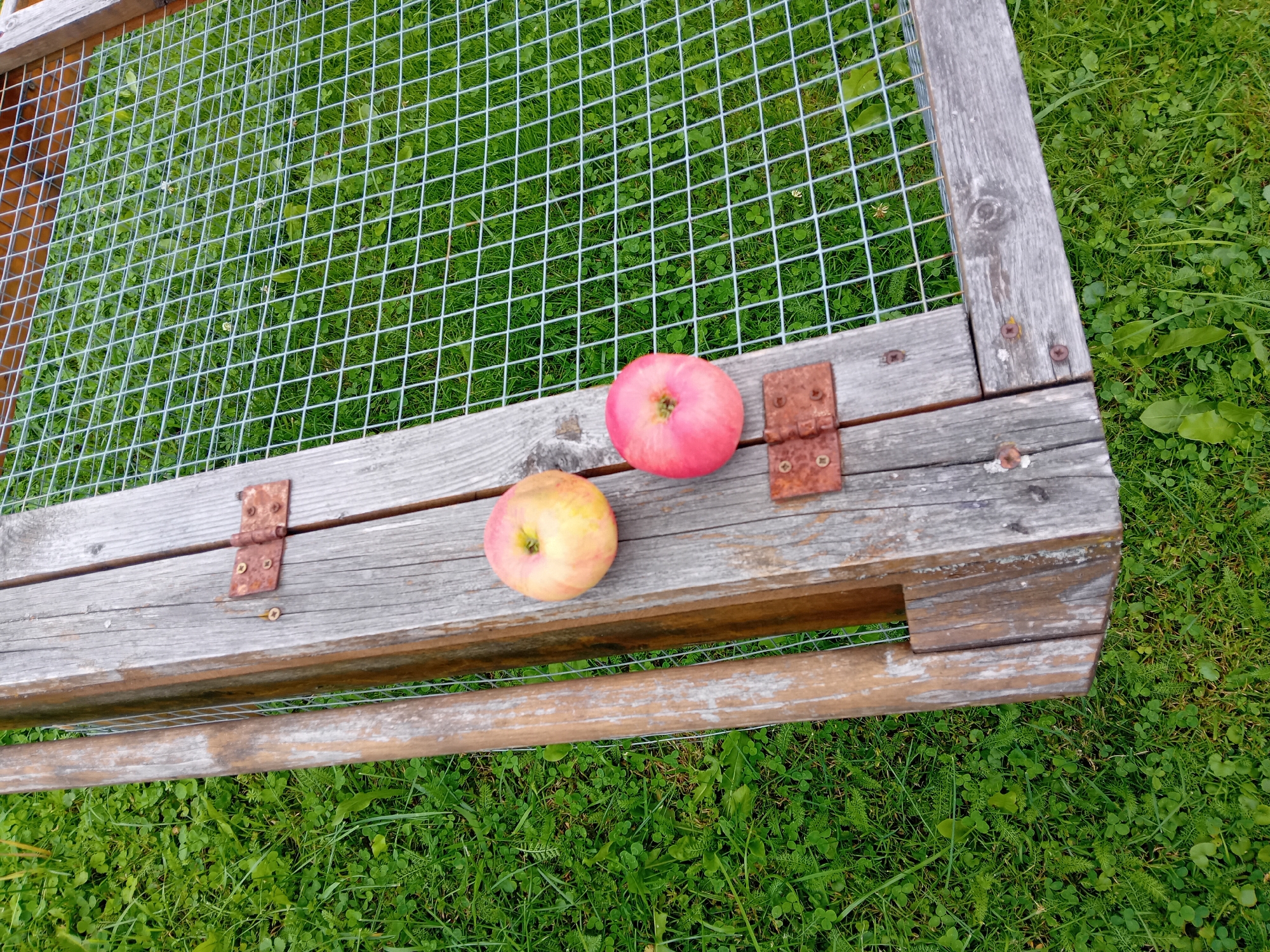 Two apples, one predominantly red and the other yellow with red streaks, rest on a weathered wooden surface. The surface is part of a structure that appears to be a wooden frame covered with a wire mesh. The mesh covers a green, grassy area, likely outdoors. Two rusty metal hinges are attached to the wooden surface, suggesting the structure may be hinged or have movable parts. The scene is set in Zuberec, Slovakia, with lush green grass surrounding the wooden structure.