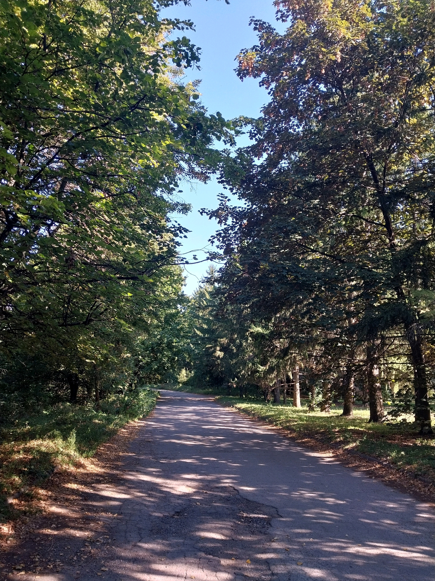 The image shows a paved road winding through a wooded area on a sunny day. Tall trees with dense green foliage line both sides of the road, casting dappled shadows on the asphalt surface. The sky is clear and blue. The road appears to be in a park or rural setting, with dry leaves scattered along the edges. The environment suggests a natural, unpopulated area, possibly within the city of Doslidne, Ukraine, known for its green spaces. There are no people or visible structures in the frame.