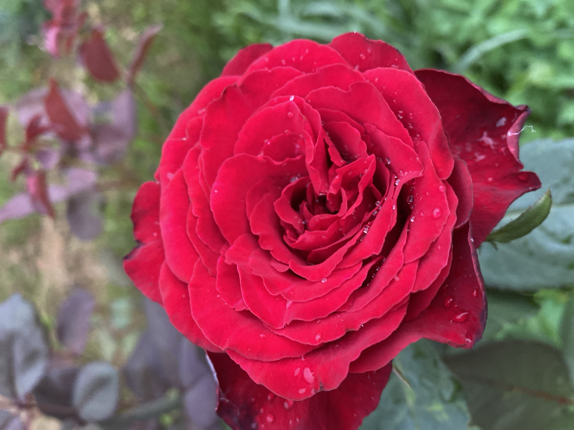 A close-up, vertical, eye-level shot shows a vibrant red rose in bloom, its petals layered and slightly curled. Small water droplets are visible on the petals, suggesting recent rain or dew. The rose is the dominant subject, filling most of the frame. In the background, out-of-focus foliage, consisting of dark green leaves and some reddish-brown stems and leaves, provides a soft, blurred contrast to the sharp detail of the rose. The overall environment appears to be a garden. The image has been taken in Antonievka, Russia.