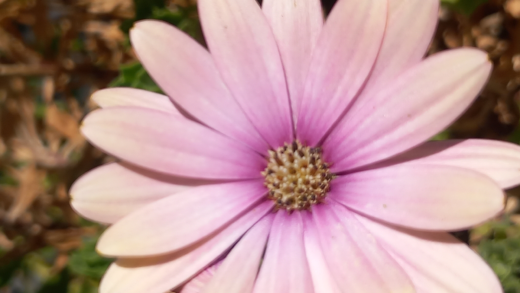 The image is a close-up, vertical shot of a light pink daisy with a yellow and brown center. The petals are soft and rounded, with some appearing slightly curled. The center of the flower is detailed with numerous small florets. The background is blurred, showing earthy tones of brown and some hints of green foliage, suggesting an outdoor setting. There are no people or animals visible in the image. The lighting appears to be natural sunlight, casting subtle shadows on the petals. The image does not provide any information that would allow for its location to be determined within the city of Άγιος Νεκτάριος, Greece, or any other location.