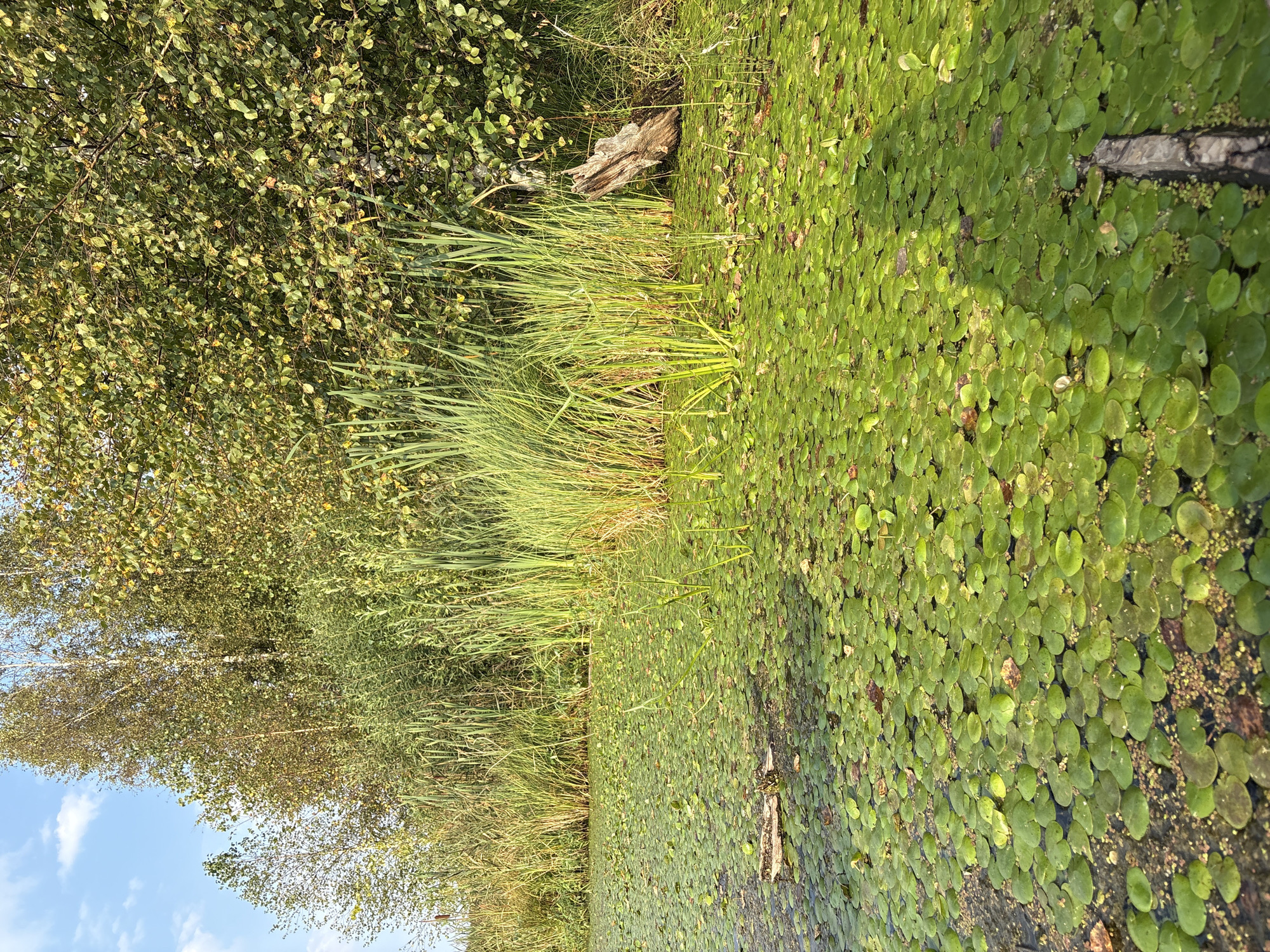 The image depicts a natural scene of a marshy body of water covered with lily pads and reeds, backed by a dense growth of trees. The sky above is blue with scattered white clouds. The foreground is dominated by the water surface, a vibrant green carpet of numerous round lily pads. Some brown fallen leaves are interspersed among the lily pads. Tall, green reeds rise from the water closer to the bank. Behind the reeds, a dense line of trees with green and yellow foliage forms the backdrop. A weathered, dead tree stump protrudes from the water on the right side of the image. The lighting suggests it is daytime, with sunlight illuminating the scene. The environment appears to be a natural wetland area, possibly a swamp or a shallow lake, located in or near Novoye Selo, Russia, given the context provided. There are no people or animals visible in the image. The scene is static and captures a moment of natural tranquility.