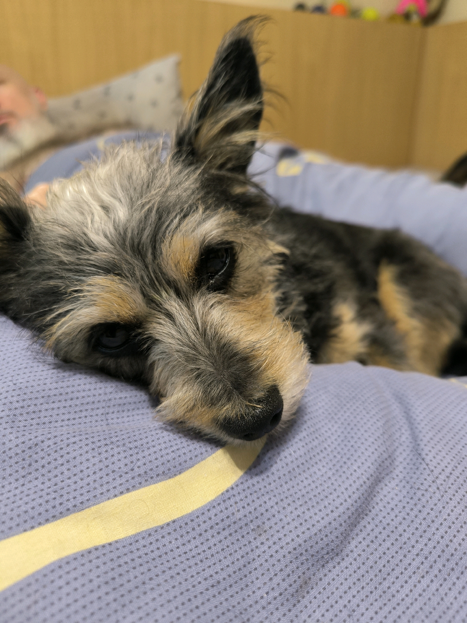 A small, scruffy dog with gray, black, and tan fur rests its head on a light purple, textured surface with a yellow stripe. The dog's eyes are dark and appear sleepy. In the blurred background, a person's head and shoulders are visible, lying on a pillow. The setting appears to be indoors, possibly a bedroom, with a light brown wall behind. There is no indication of the city of Mykolaiv, Ukraine.
