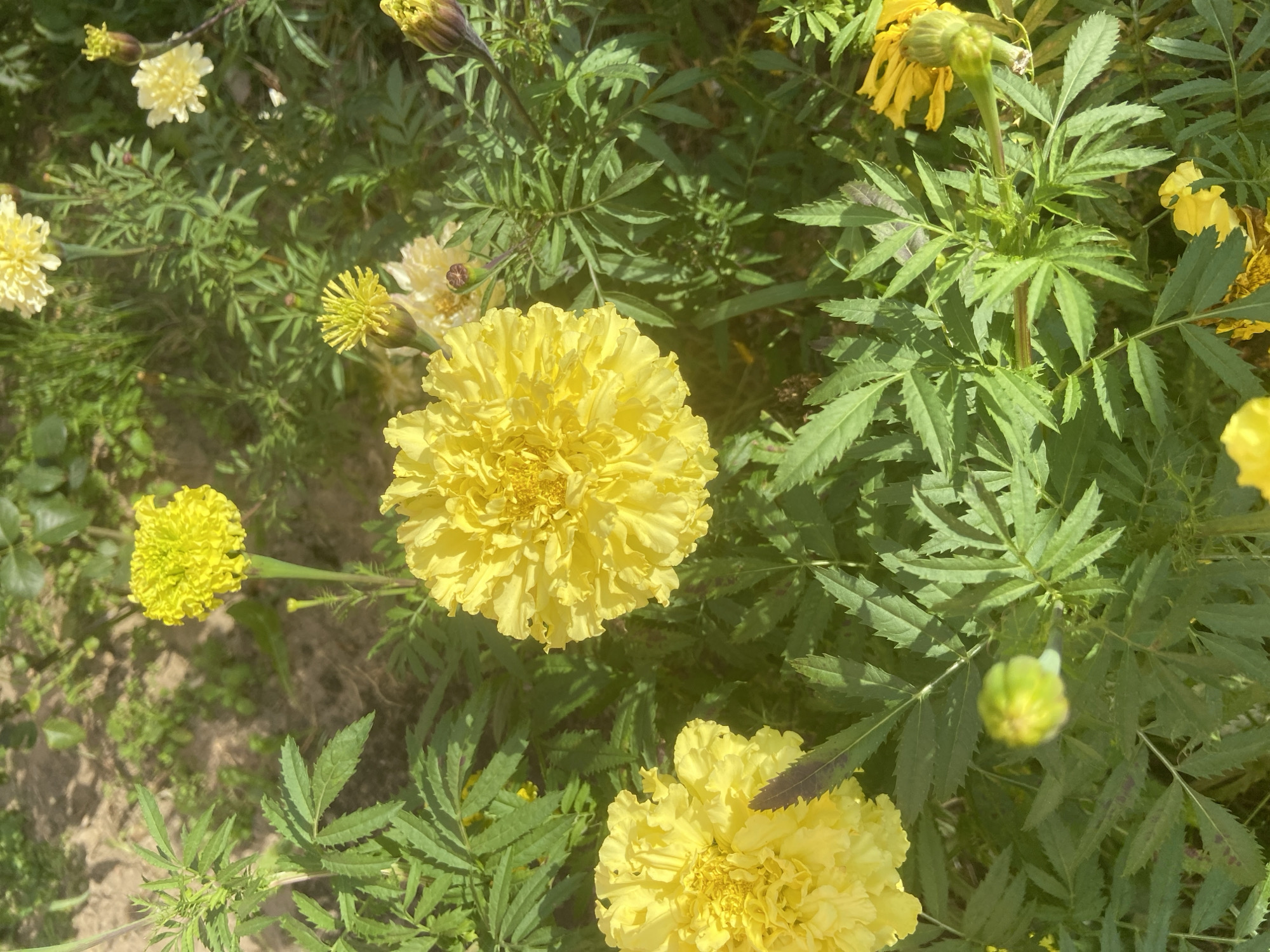 The image displays a close-up view of a cluster of marigold flowers in various stages of bloom, set against a backdrop of green foliage and dappled sunlight. Two prominent, fully bloomed yellow marigolds are positioned in the lower-left quadrant of the frame, their petals intricately layered and textured. A third, larger marigold occupies the center of the image, also fully open and vibrant yellow. Several buds and less developed flowers are scattered throughout the scene, some pale yellow and others still in their green, unopened state. The leaves of the marigolds are deeply serrated and a rich green color. The ground beneath the plants appears to be composed of soil and sparse vegetation. The overall lighting suggests an outdoor setting, likely a garden or park, bathed in natural sunlight. The image does not contain any people or signs of human activity, except for what might be a cultivated garden. The location is identified as Balashikha, Russia.