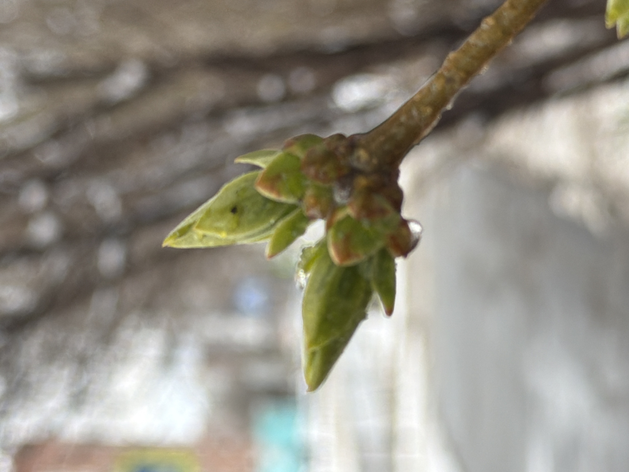 The image features a close-up of a branch with young, green leaves budding in Izhevsk, Russia. A small droplet of liquid, likely water, clings to one of the leaves. The background is blurred, showing indistinct shapes and colors. The branch appears to be from a tree or bush, with the new growth indicating springtime.