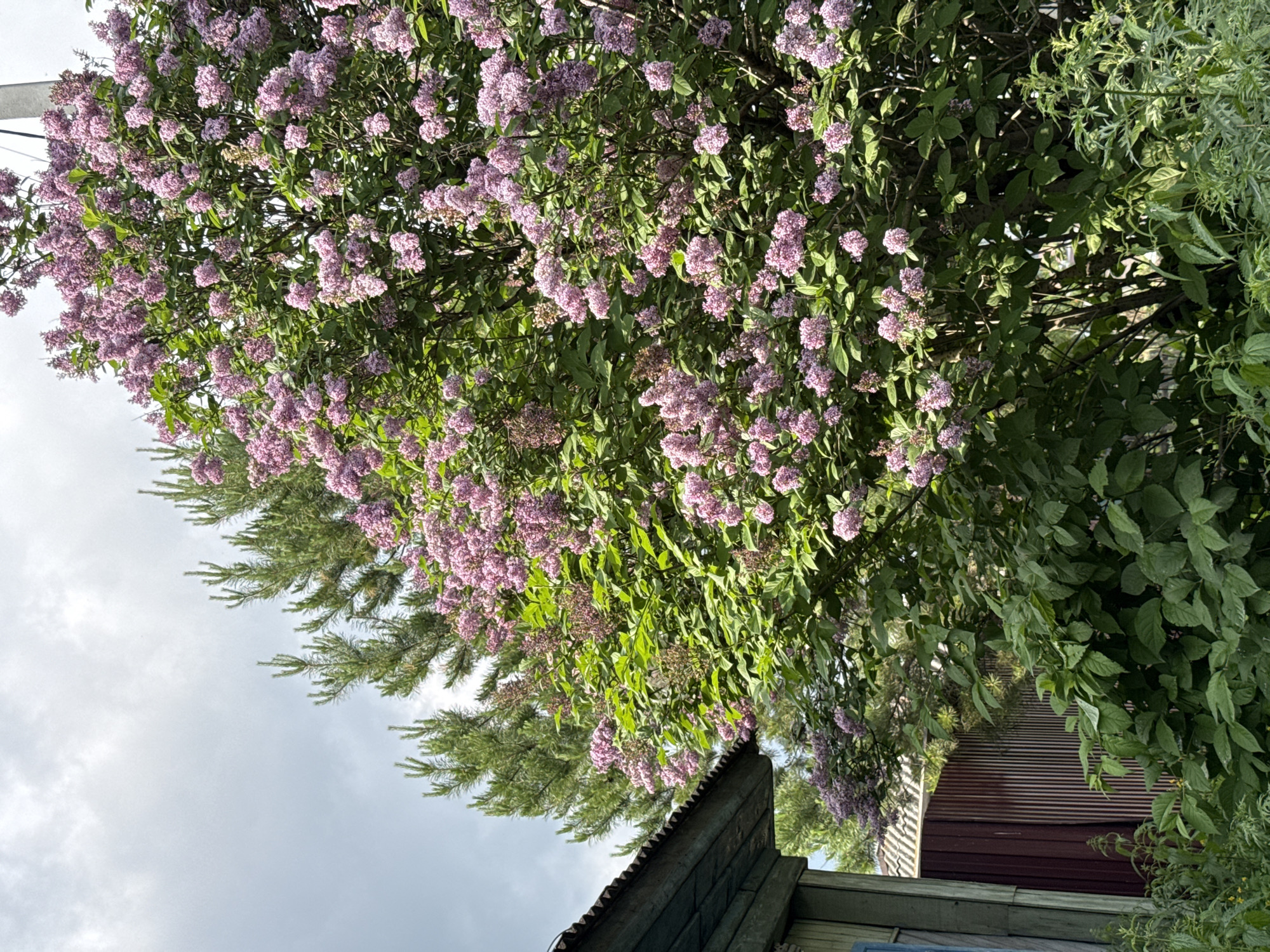 The image depicts a dense lilac bush in full bloom with clusters of small, pale purple flowers. The bush is situated in the foreground, dominating the right side of the frame. Behind the lilac, a pine tree with dark green needles is visible. To the left of the lilac and pine, a portion of a weathered wooden structure, likely a house or shed, is present. The structure has a blue-painted wooden facade and a corrugated metal roof. A dark red, vertical slatted fence is partially visible behind the wooden structure. The ground is covered with various green plants and weeds. The sky above is overcast with gray clouds. This scene is located in the village of Zykova, Russia.