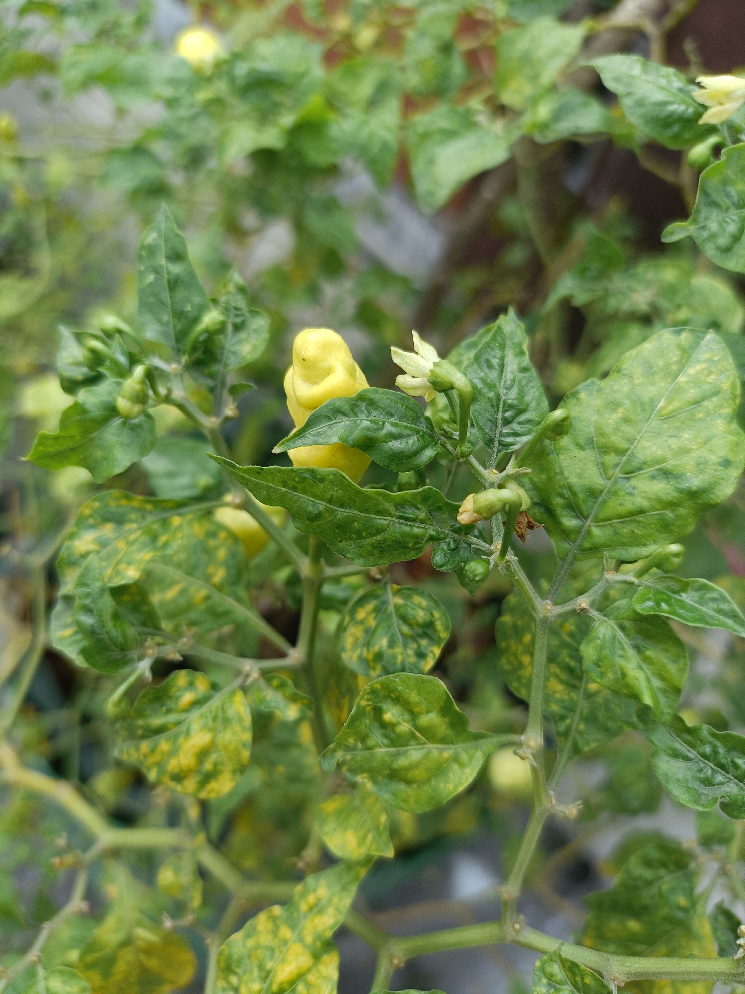A close-up, eye-level, vertical shot captures a close-up view of a chili plant in Kediri City, Indonesia. The plant's leaves exhibit a mottled pattern of dark and light green, with some areas showing yellowing. Several small, immature green chili peppers are visible, along with a single, pale yellow, ripe chili pepper at the top center of the frame. A few small, white chili flowers are also present. The background is softly blurred, suggesting an outdoor environment with other foliage. The image has a shallow depth of field, with the focus sharpest on the chili pepper and surrounding leaves.