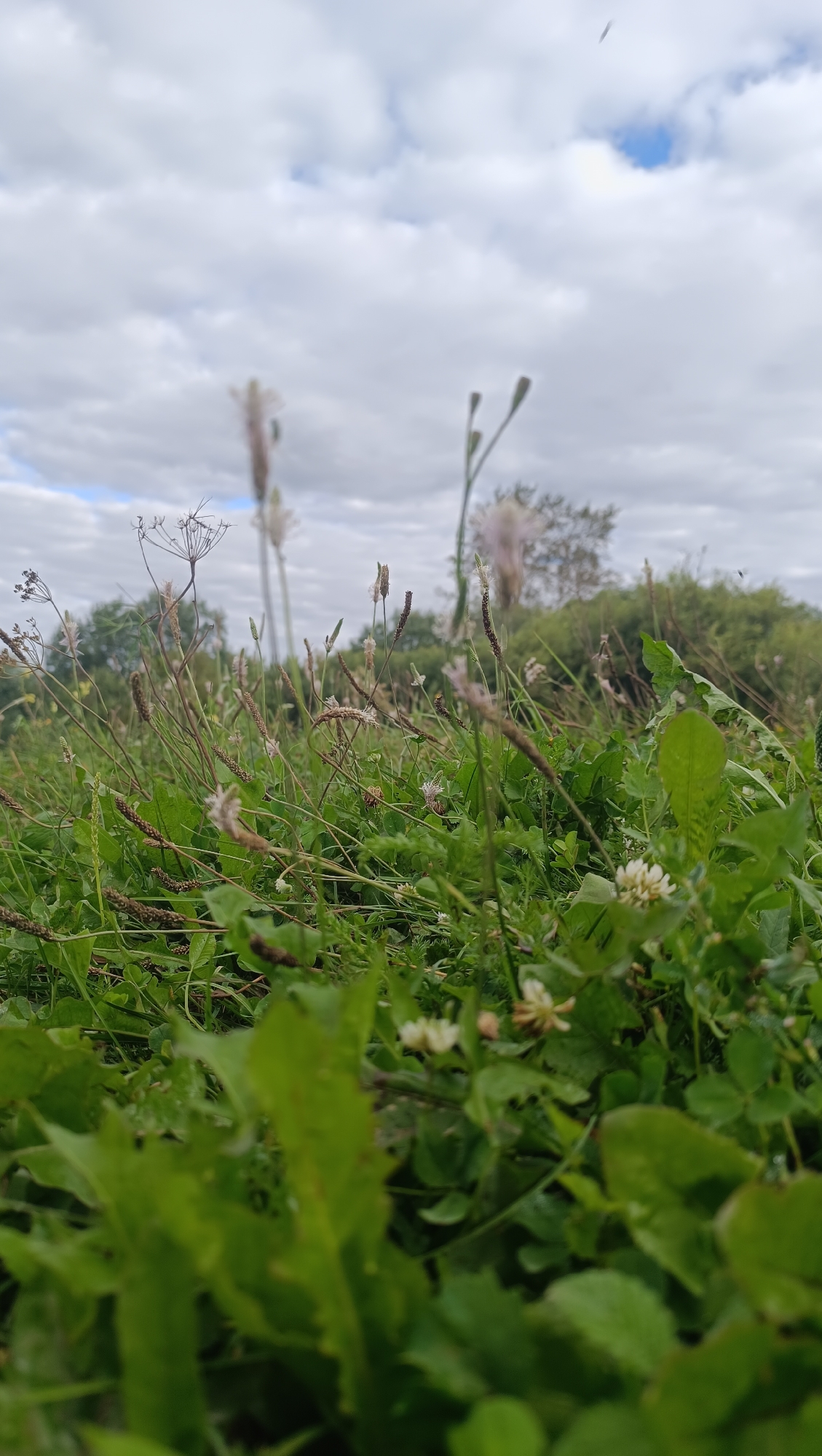 A low-angle, vertical, full shot captures a close-up view of lush green grass and clover, with some small white flowers. The foreground is dominated by large, blurred green leaves. In the mid-ground, various plant stalks with seed heads rise from the grass, some with fluffy white tops, and others with darker, spiky seed structures. A few tiny white clover flowers are visible among the green foliage. In the background, a dense line of trees and shrubs forms a natural border under a cloudy sky. The sky itself is filled with large, white, puffy clouds interspersed with patches of blue. The image appears to be taken outdoors, possibly in a natural or park setting. No specific location in the city of Karsha, Russia is discernible from the visual elements.