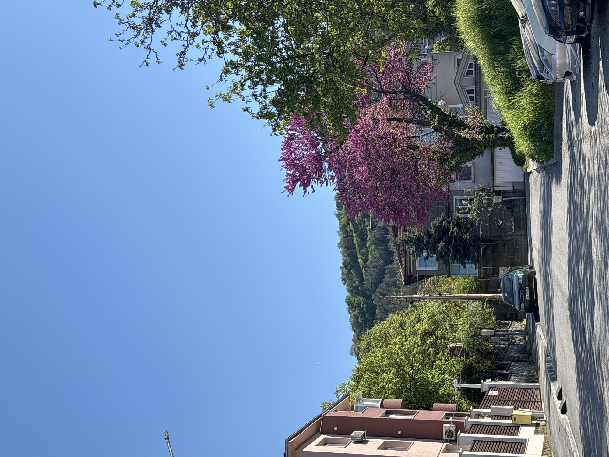 The image depicts a street scene in an unidentified city. The sky is clear and blue. On the right side of the frame, a road runs along the edge of the image, bordered by a lush green verge. Several cars are parked along the street. A mix of residential buildings lines the street. The buildings vary in style and color, ranging from a multi-story structure with a brown facade to lighter-colored houses with gabled roofs. A hill covered in green trees rises in the background, creating a backdrop to the urban landscape. A vibrant tree with pink blossoms adds a splash of color to the scene, standing out against the green foliage. The scene conveys a typical urban environment, with a combination of nature and residential structures.