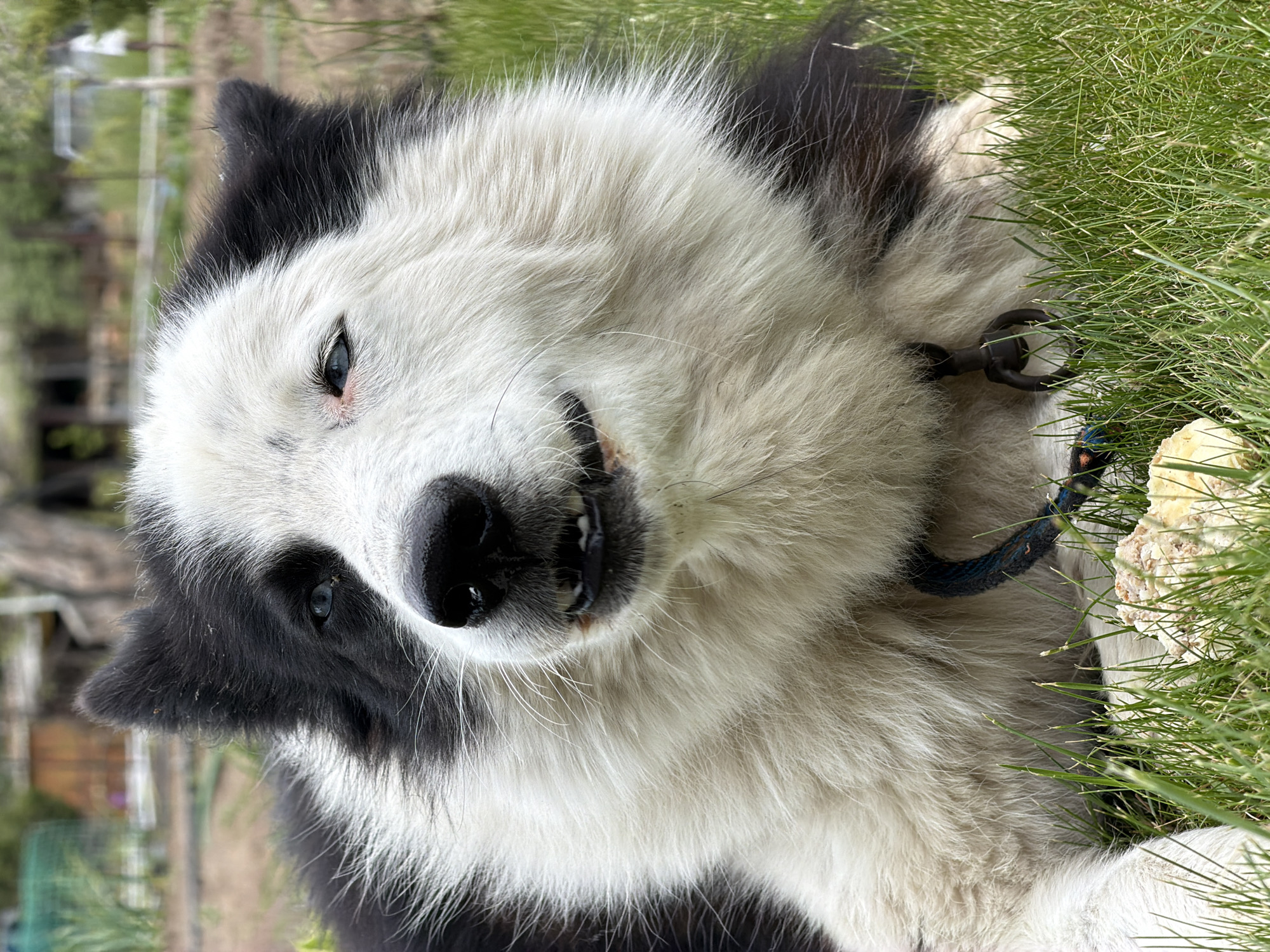 A close-up, slightly rotated image shows a fluffy, black and white dog lying in grass. The dog is predominantly white with black patches around its eyes and ears. It has a black nose and teeth visible in a slight "grin." The dog is wearing a black collar and blue leash. Green grass surrounds the dog. In the blurred background, glimpses of trees and a building can be seen. The image does not explicitly confirm the location as Kamyshin, Russia.