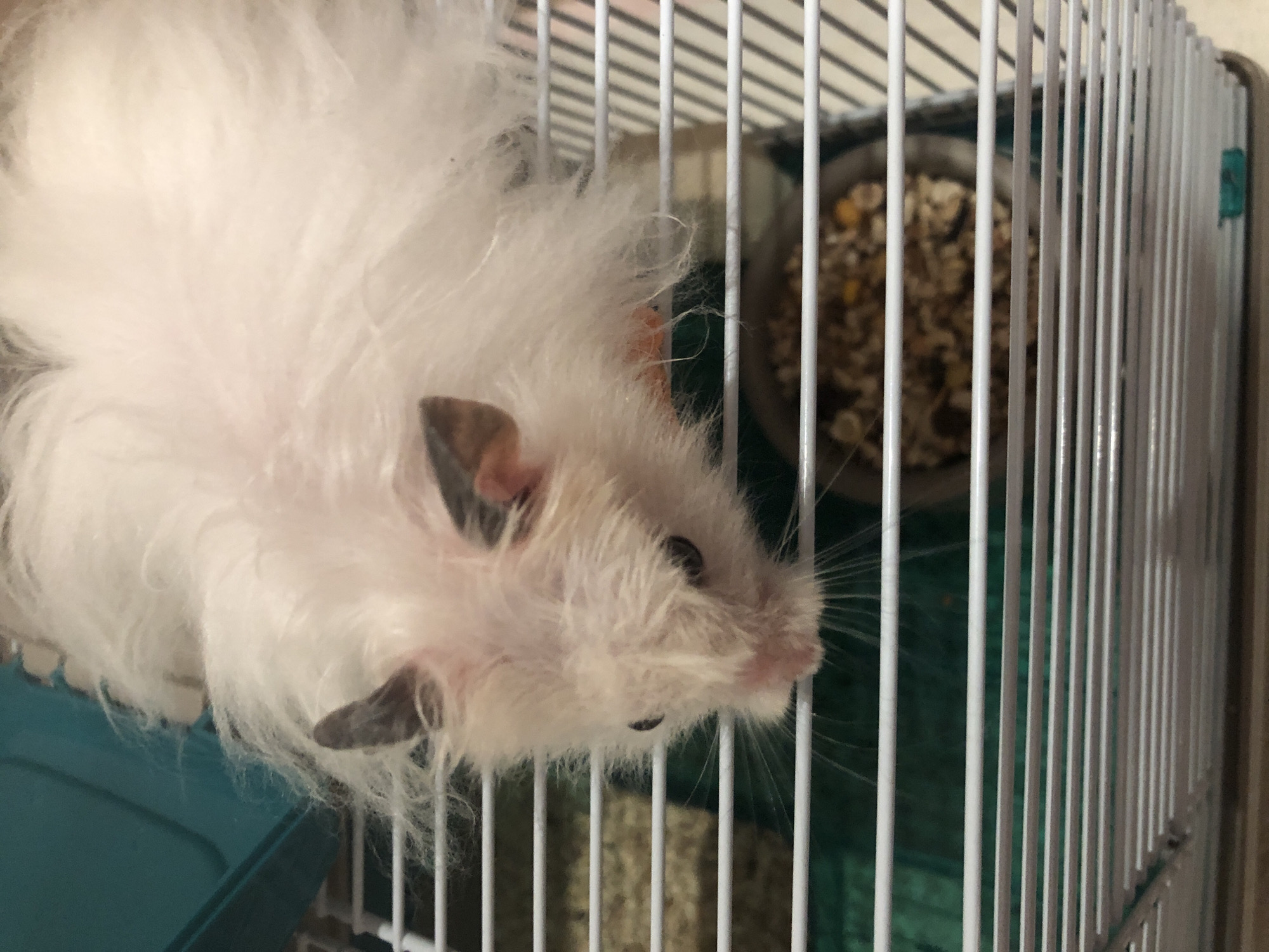 The image shows a white hamster in a cage. The hamster has dark ears and dark eyes. It is looking down towards the bottom of the cage. There is a bowl of food in the cage. The cage is made of white metal bars and has a teal plastic bottom. The hamster appears to be a Syrian hamster, also known as a Teddy Bear hamster, due to its long, fluffy fur. This specific hamster is likely located within a residential setting in Solikamsk, Russia, as indicated by the presence of a pet hamster in a cage.