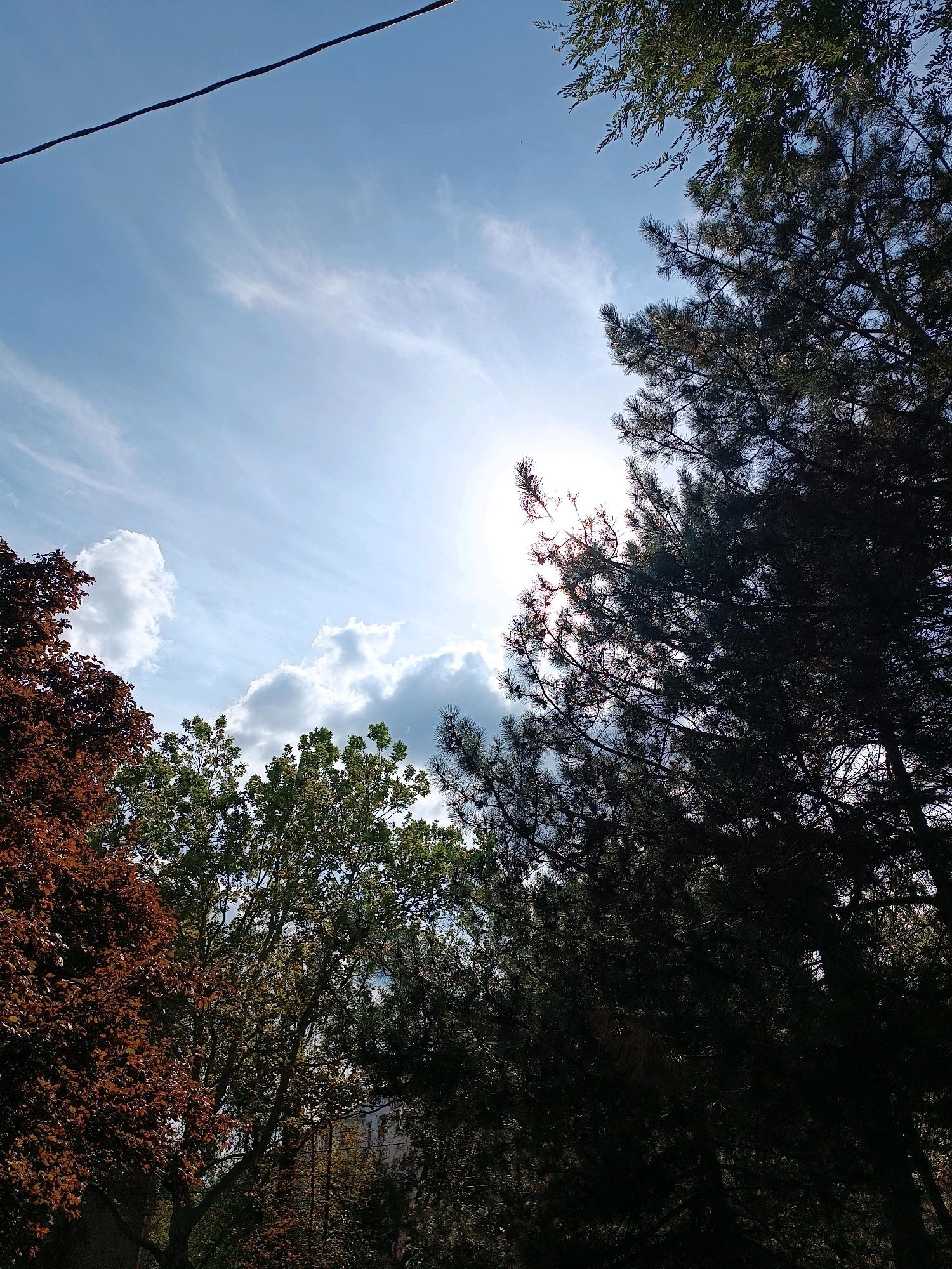 A bright, sunny day in Chișinău, Moldova is depicted from a low-angle shot looking up into the sky, framed by the canopies of several trees. The sky is a vibrant blue, streaked with wispy white cirrus clouds that are partially obscured by the bright glare of the sun. A dark power line cuts diagonally across the top left of the frame. In the foreground, a variety of trees dominate the scene. On the left, a tree with rich, reddish-brown leaves is prominent. Adjacent to it is a tree with lush green foliage. To the right and extending towards the center, a dark, dense pine tree with its characteristic needles fills a significant portion of the frame, its branches silhouetted against the bright sky. The sun is positioned behind the pine tree, creating a lens flare effect and making it difficult to discern finer details within its branches. In the distance, through a gap in the trees, a building with white walls and dark window frames is faintly visible. The overall impression is one of a clear, sunny day, with the lush greenery of the trees providing a natural frame against the expansive sky.