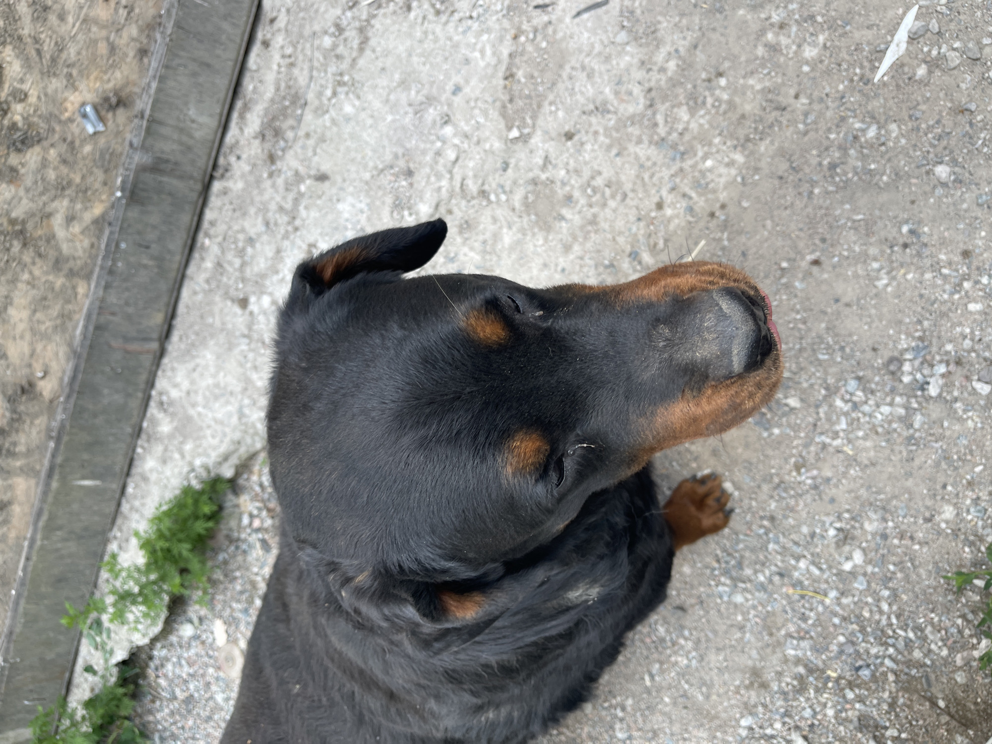 A Rottweiler dog with black fur and tan markings is seen from a high-angle perspective, looking down. The dog is standing on a ground composed of concrete and gravel. In the background, there is a grey structure and some green foliage. The image appears to have been taken outdoors, possibly in a yard or alleyway. The presence of a Rottweiler suggests a domestic setting. The general environment appears somewhat unkempt, with loose gravel and a weathered grey structure. No people are visible in the image. The focus is on the dog, which is partially obscured by the high camera angle.