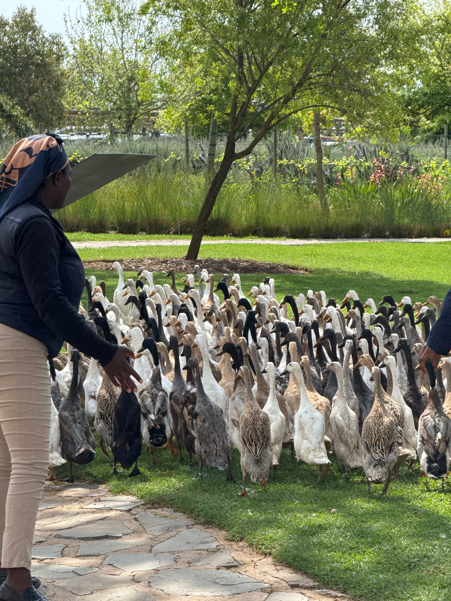 A large flock of Indian Runner ducks are gathered on a green lawn. In the foreground, a person wearing tan pants and a dark blue jacket is facing away from the camera, extending a hand towards the ducks. The ducks are a mix of white, black, and brown and appear to be Indian Runner ducks due to their upright posture. The environment is a park-like setting with lush green grass, trees, and foliage. The ducks are densely packed together, with some individuals actively moving or interacting with the person. The scene suggests an outdoor feeding or interacting event with the waterfowl. The location is identified as the town of Macassar, South Africa.