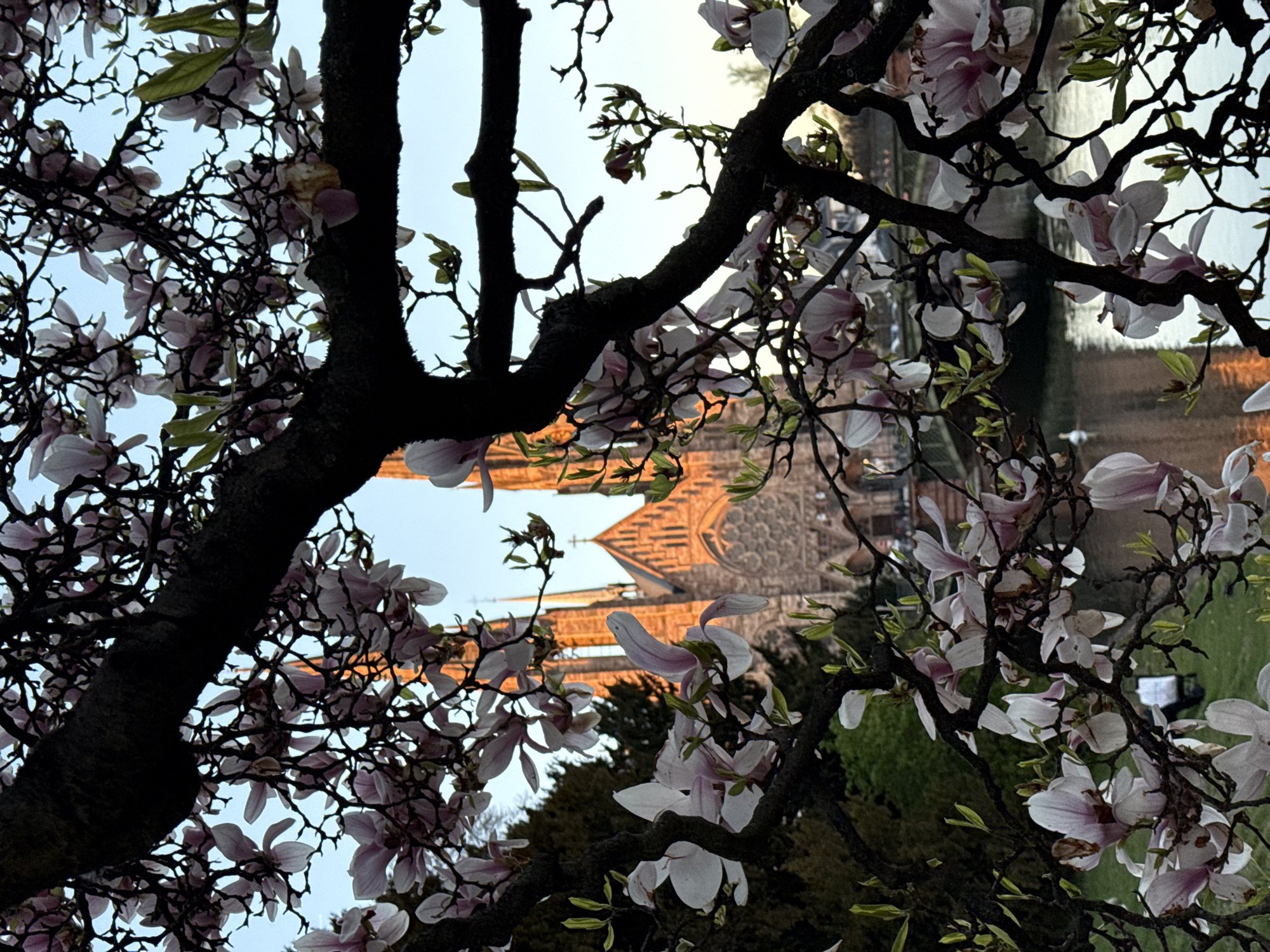 The image depicts Saint Paul's Church (Église Saint-Paul) in Strasbourg, France, framed by the blossoming branches of a magnolia tree. The scene is illuminated by warm, likely late afternoon or early morning, sunlight that bathes the church's stone facade in an orange-brown glow.
In the immediate foreground, dark, intricate branches of a deciduous tree, identified as a magnolia, crisscross the frame. Numerous pale pink and white magnolia blossoms, some showing slight browning or wilting, are attached to these branches, with a few emerging green leaves visible.
The midground features the neo-Gothic architecture of Saint Paul's Church, characterized by its twin spires, arched windows, and a prominent rose window. The church sits adjacent to a body of water, the Ill River, which reflects the warm light from the church and the sky. A stone arch bridge is partially visible over the river to the right of the church. A single white swan is present on the water to the left, near the riverbank. Lush green trees and foliage are visible on the left side of the frame, behind the magnolia and in front of the church structure.
The background consists of a clear, light blue sky. No identifiable individuals or specific human actions are discernible within the frame. The overall environment suggests an urban park or riverside setting during spring.