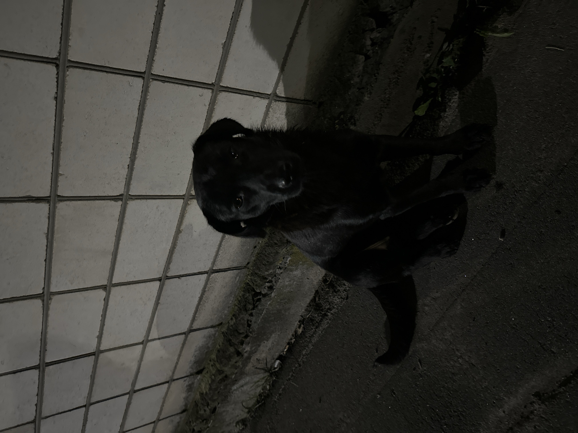 A black dog is sitting on a paved surface in front of a tiled wall. The dog is facing forward and looking at the camera. Its fur is dark and blends in with the shadows of the scene. The wall behind the dog is made of rectangular, light-colored tiles. The ground appears to be asphalt or concrete and is uneven with some debris visible. There are some plants or weeds growing along the base of the wall. The overall lighting suggests it is nighttime or a dimly lit area. The specific location within Khmilnyk, Ukraine, cannot be determined from the visual information provided.