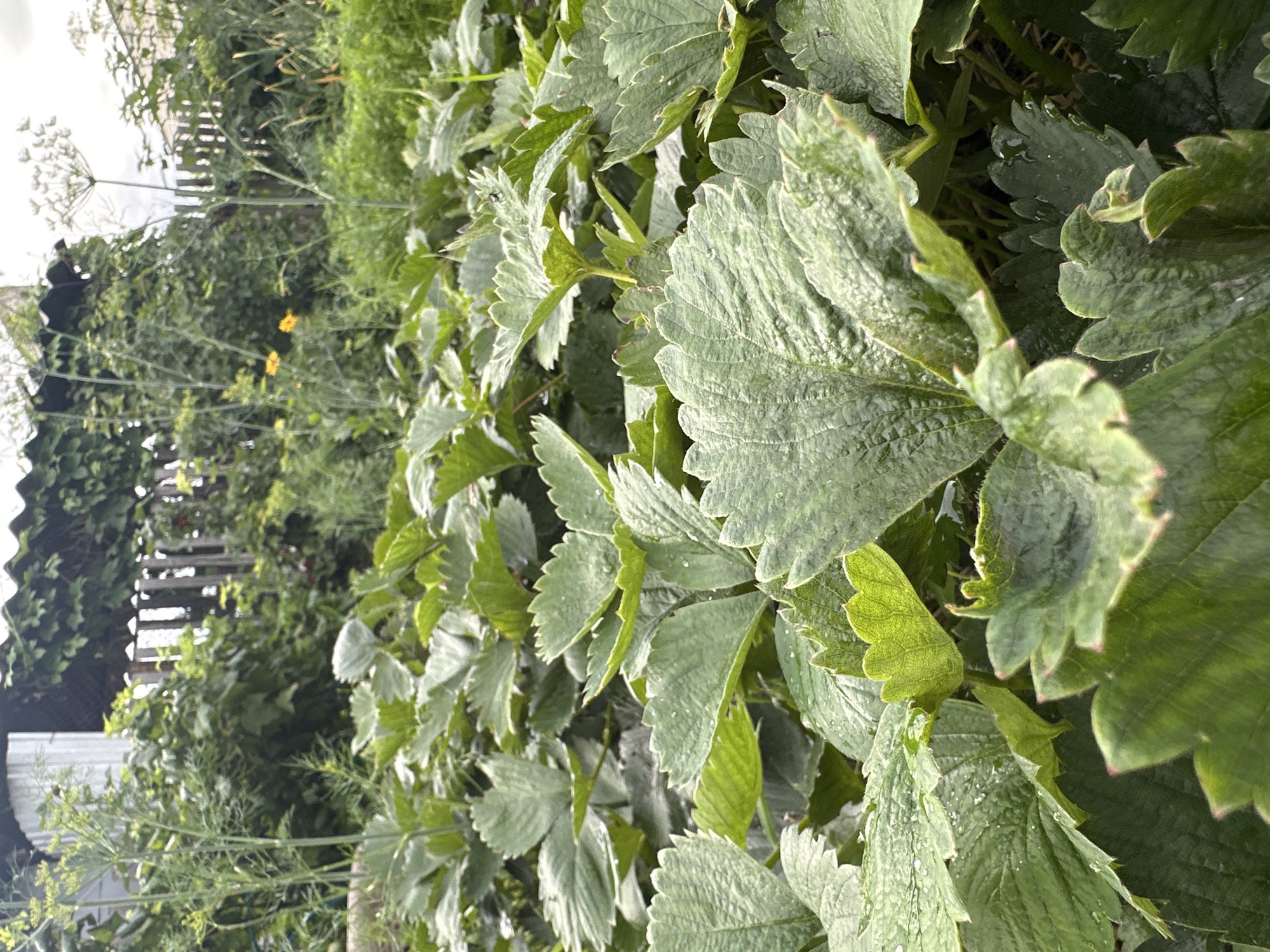 The media file shows a close-up view of lush green strawberry plants in a garden setting. The leaves are large, textured, and slightly wet, suggesting recent rainfall or watering. In the background, out of focus, a wooden fence and other greenery are visible, including dill plants with feathery leaves and a few small yellow flowers. The overall scene depicts a thriving garden on a bright day, possibly late morning or early afternoon, given the lighting. There are no people or animals visible. The focus is entirely on the plants and their details. The location is identified as Orsk, Russia, adding a geographical context to the image of a natural, perhaps domestic, garden. The image is oriented vertically, with the plants filling most of the frame. There is no visible text in the image.