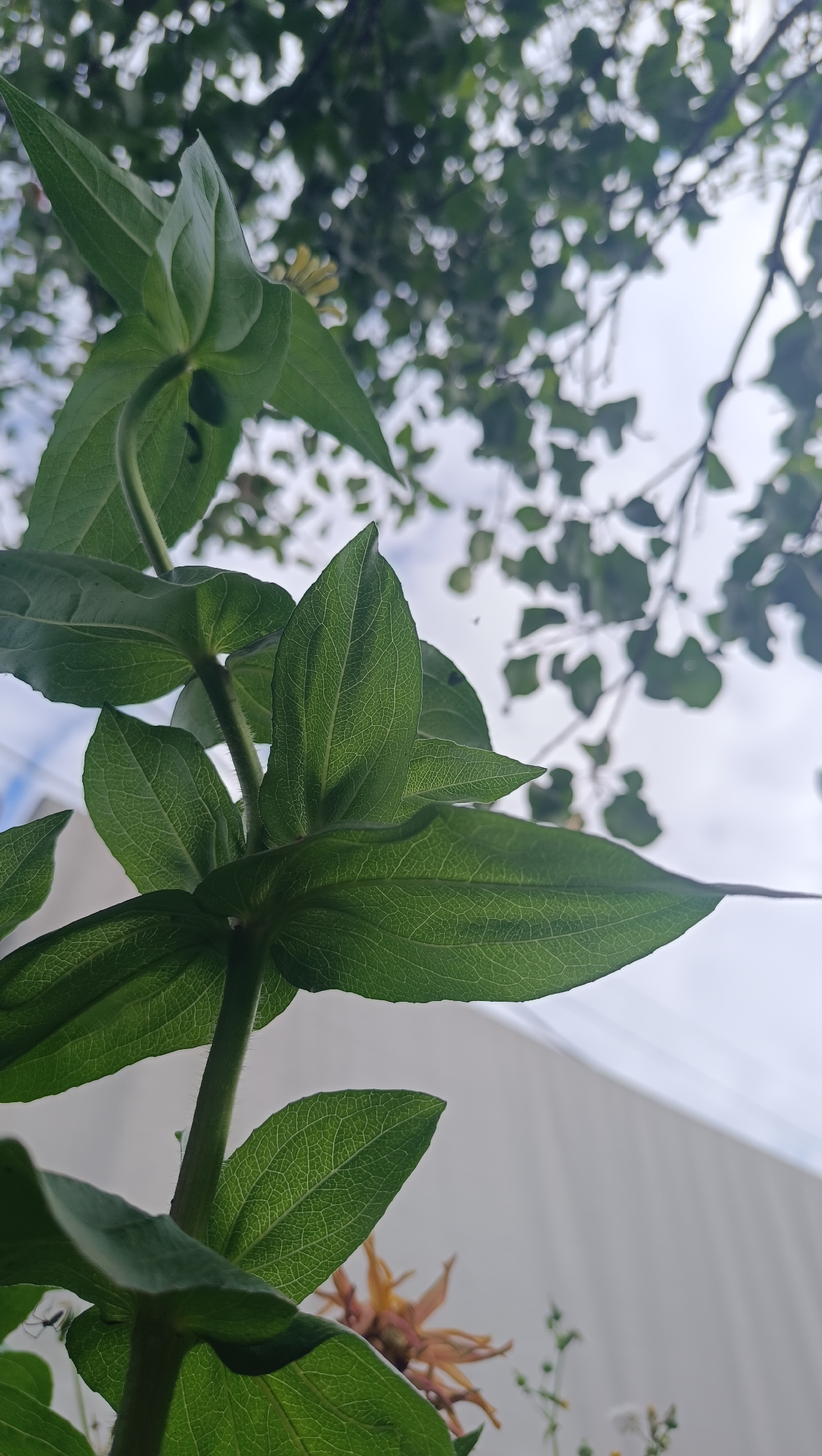 An extreme close-up, low-angle shot focuses on the underside of large, green leaves with visible vein patterns. The leaves stem from a plant with a textured stalk, also in sharp focus. In the background, the image transitions to a soft blur of green foliage and branches against a bright, overcast sky. In the lower right corner, a partially blurred, dried flower with brown and yellow petals is visible. The overall scene is an outdoor, natural environment, with hints of man-made structures (possibly a building) in the far background, suggesting an urban or suburban setting. There are no people or animals depicted.