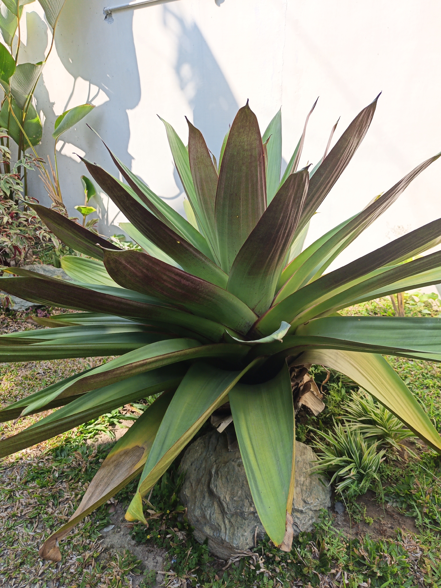 A large agave plant, with long, lance-shaped leaves that are a mix of deep green and dark burgundy, is the central focus of this image. The plant is situated in a garden, with its base resting on a large grey rock. Behind the agave, a white wall casts shadows from sunlight. The ground around the plant is covered in grass and some dry leaves. Other plants, including some with thinner, spiky green leaves, are visible in the background. The overall scene suggests an outdoor setting in a residential or public garden area. It is difficult to determine the specific location within Jatinom, Indonesia, without further context.