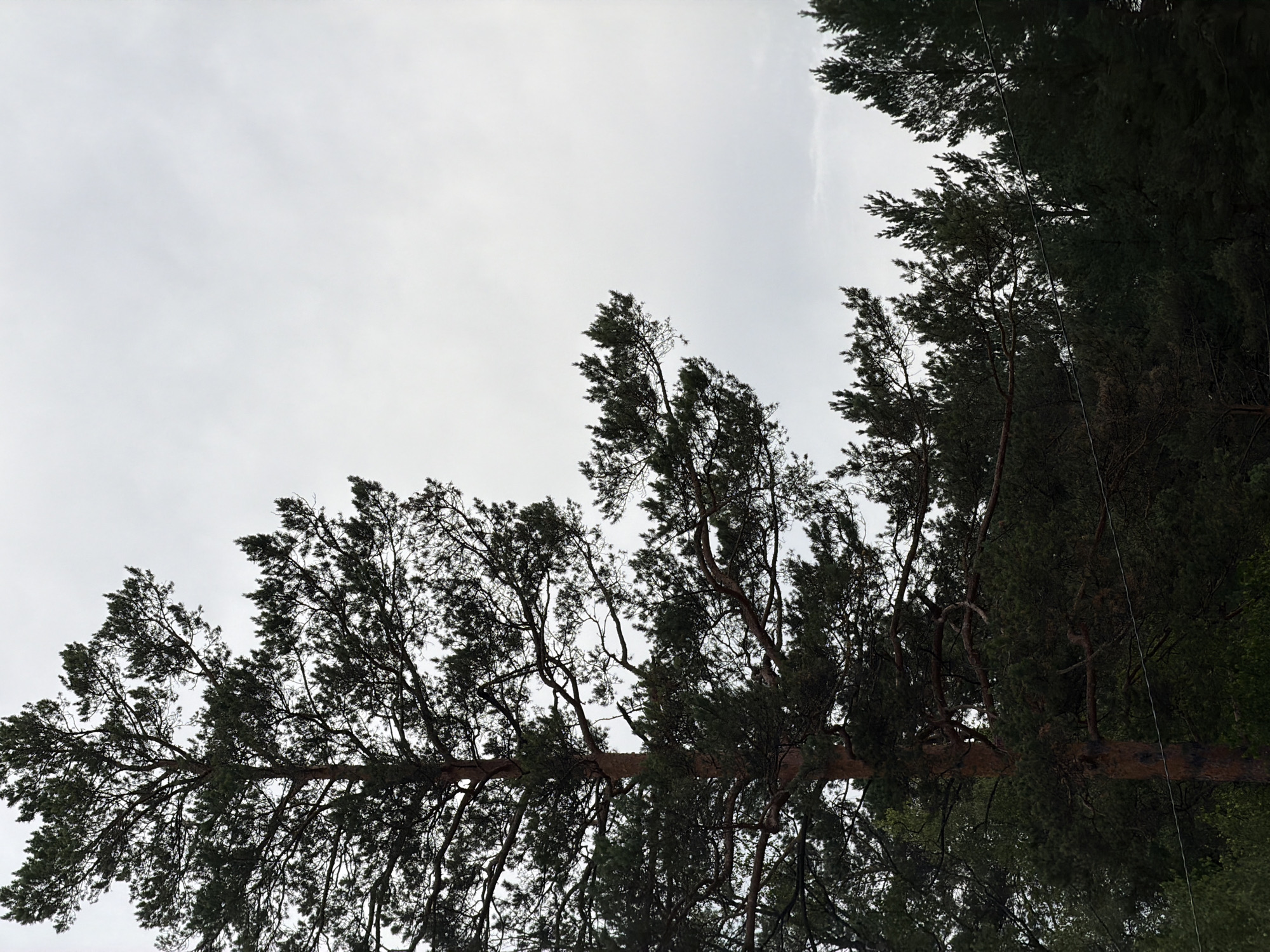 A tall, dark green pine tree with visible branches and needles dominates the left half of the image. Its brown trunk is thick, and the tree extends upward into a bright, overcast sky. Below the prominent pine, a dense forest of similar trees forms a dark, horizontal line across the bottom of the frame. A thin, dark wire runs horizontally through the lower portion of the image, intersecting with the trees. The scene appears to be an outdoor, natural environment, possibly a forest or wooded area. The location is identified as Ust'-Sema, Russia.