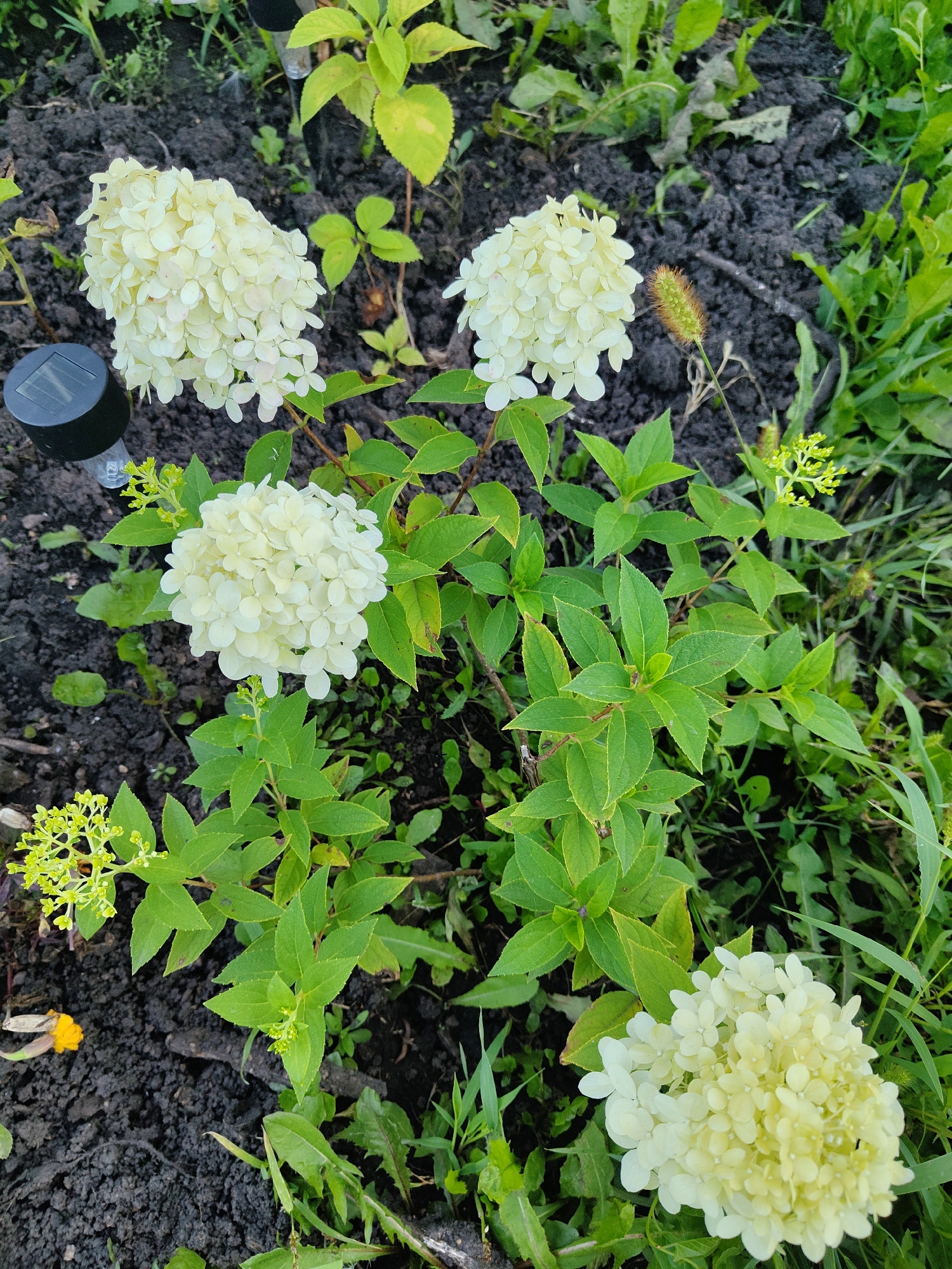 The image shows a close-up, high-angle view of a garden bed with dark soil, lush green foliage, and several white hydrangeas in bloom. In the upper left corner, a small black solar-powered garden light is visible. The hydrangeas are the primary focus, with their large, cone-shaped flower heads composed of numerous small, delicate white petals. The leaves of the hydrangea plants are a vibrant green. Some smaller, yellow-green flower buds are also present. In the background, there is a mix of green grass and other plants. The image does not contain any people or animals. The scene is outdoors, likely in a residential garden. There is no specific information to determine the location within the city of Ufa, Russia.