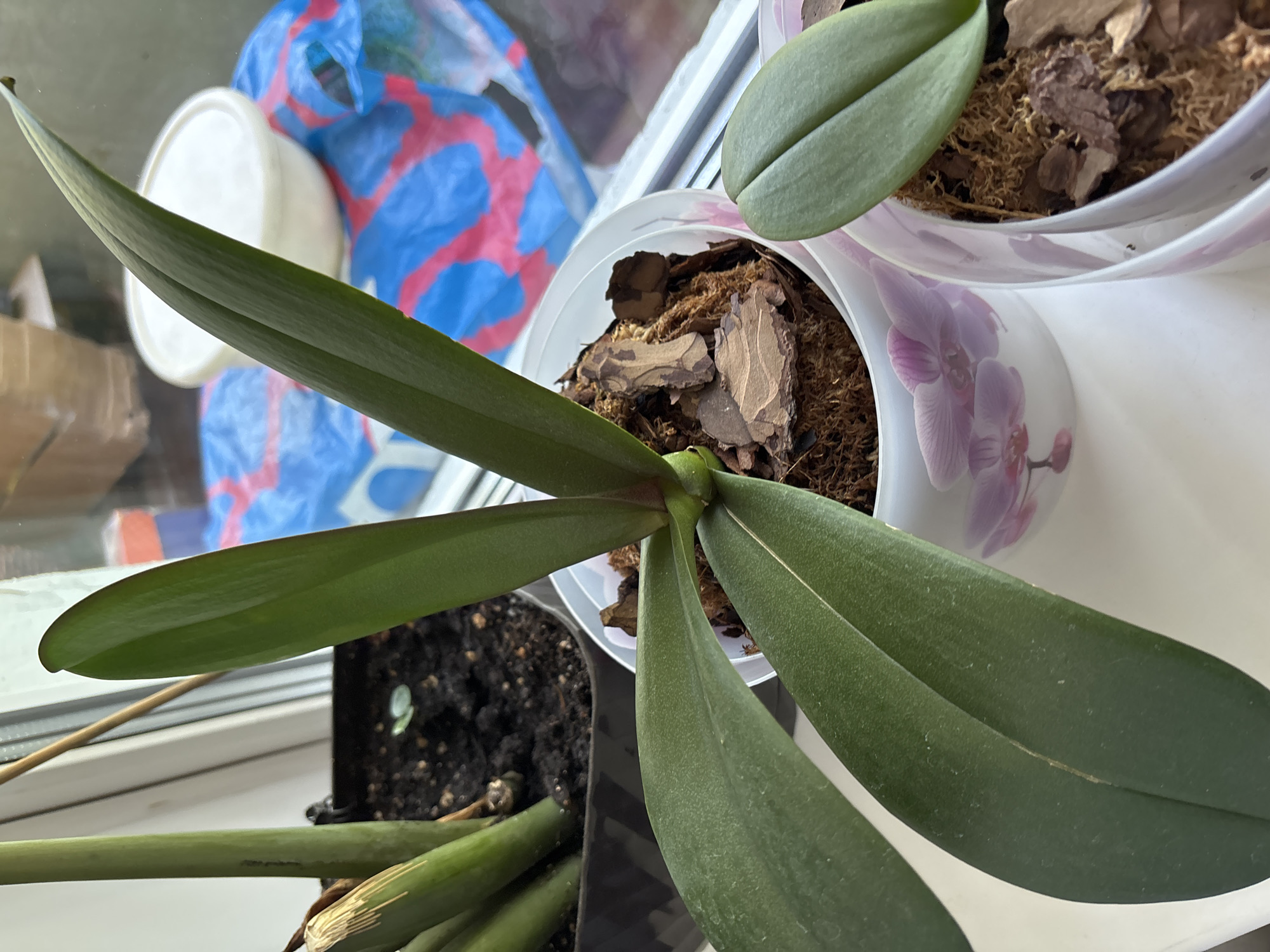 The image displays an indoor scene featuring multiple potted plants situated on a white windowsill. The central focus is a large Phalaenopsis orchid with five broad, dark green leaves radiating from a central stem. It is potted in an inner container filled with a mixture of bark chips and sphagnum moss, which is then placed inside a decorative white pot featuring subtle pink and purple orchid illustrations. To the lower right, a second, smaller Phalaenopsis orchid with two visible leaves is similarly potted in a decorative container. To the left, a third plant with several thick, upright, cylindrical dark green stems, possibly a Sansevieria, is contained within a black plastic pot filled with dark soil. One of its lower stems exhibits a light brown, desiccated area. Natural light enters from a window in the background. Outside the window, a blurry view reveals a white circular object, likely a lid or bowl, resting on a crumpled plastic bag with a prominent blue and pink/red pattern. The immediate background outside the window is indistinct. No discernible features within the image allow for the identification of a specific geographical location, such as the city of Chernogorsk, Russia.