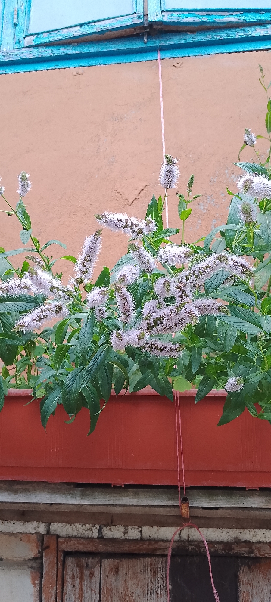 The image depicts a close-up view of flowering mint plants growing in a reddish-brown planter box. The plants have numerous tall, spike-like clusters of small, pale purple flowers with fuzzy texture. Lush green leaves are visible throughout the plant. Above the planter box, a segment of an orange-pink wall is visible. A light blue window frame with peeling paint is at the top of the image. A thin pink string hangs down the center of the frame, secured to a rusty metal loop attached to the wall below the window. The bottom of the image shows weathered wooden planks, possibly part of a structure or fence. The scene appears to be outdoors, possibly in a residential area. Based on the visual context, this image could be located in Belgorod, Russia, given its common architectural elements and flora.