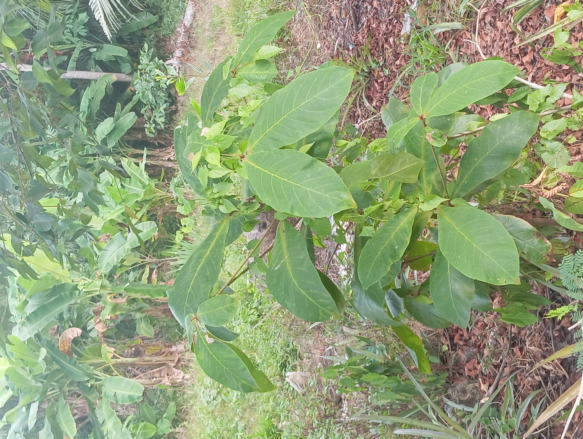 The image shows a young tree with large, green leaves in a semi-wild outdoor environment. The tree is the central focus, with its leaves and branches clearly visible. In the background, there are larger plants, possibly banana trees, and other vegetation. The ground is covered with dry leaves, grass, and some soil. The scene appears to be in a tropical or subtropical region. No people or animals are visible in the foreground, but a small light-colored bird is present in the mid-ground to the left. The lighting suggests it is daytime, with diffused sunlight. The overall impression is one of natural growth and a somewhat unkempt, vegetated area. There is no information provided that places this image specifically in Dente Teladas, Indonesia.