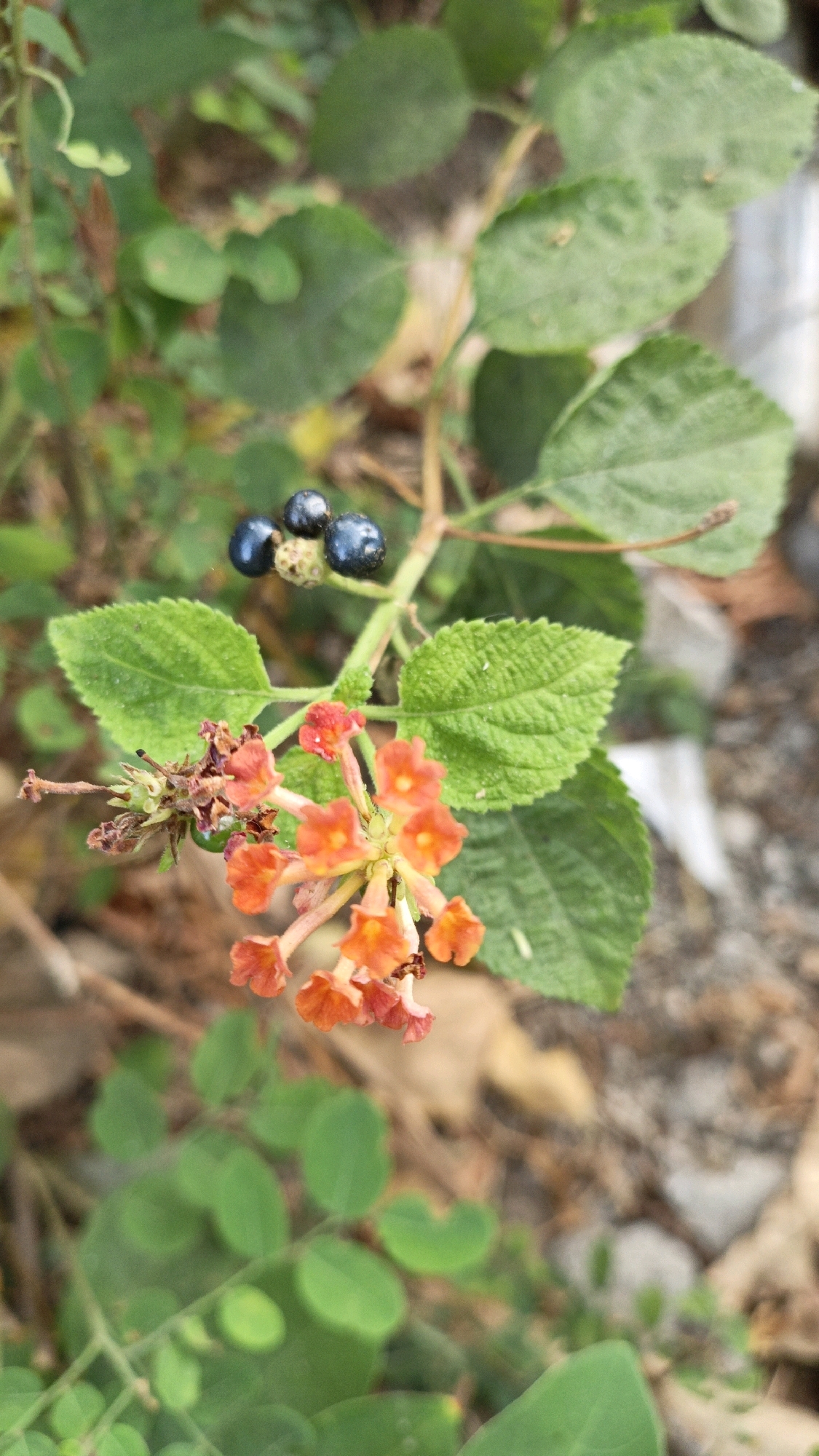 In Cikal, Indonesia, a close-up shot reveals a cluster of Lantana camara flowers, characterized by their vibrant orange and red hues. The flowers are in bloom, with some fully opened and others still in bud. Above the flowers, a small group of dark berries, likely from the same plant, are visible. The background is a soft blur of green leaves and earthy tones, suggesting an outdoor setting with natural light. The image focuses on the intricate details of the plant, highlighting the textures of the petals and the roundness of the berries.