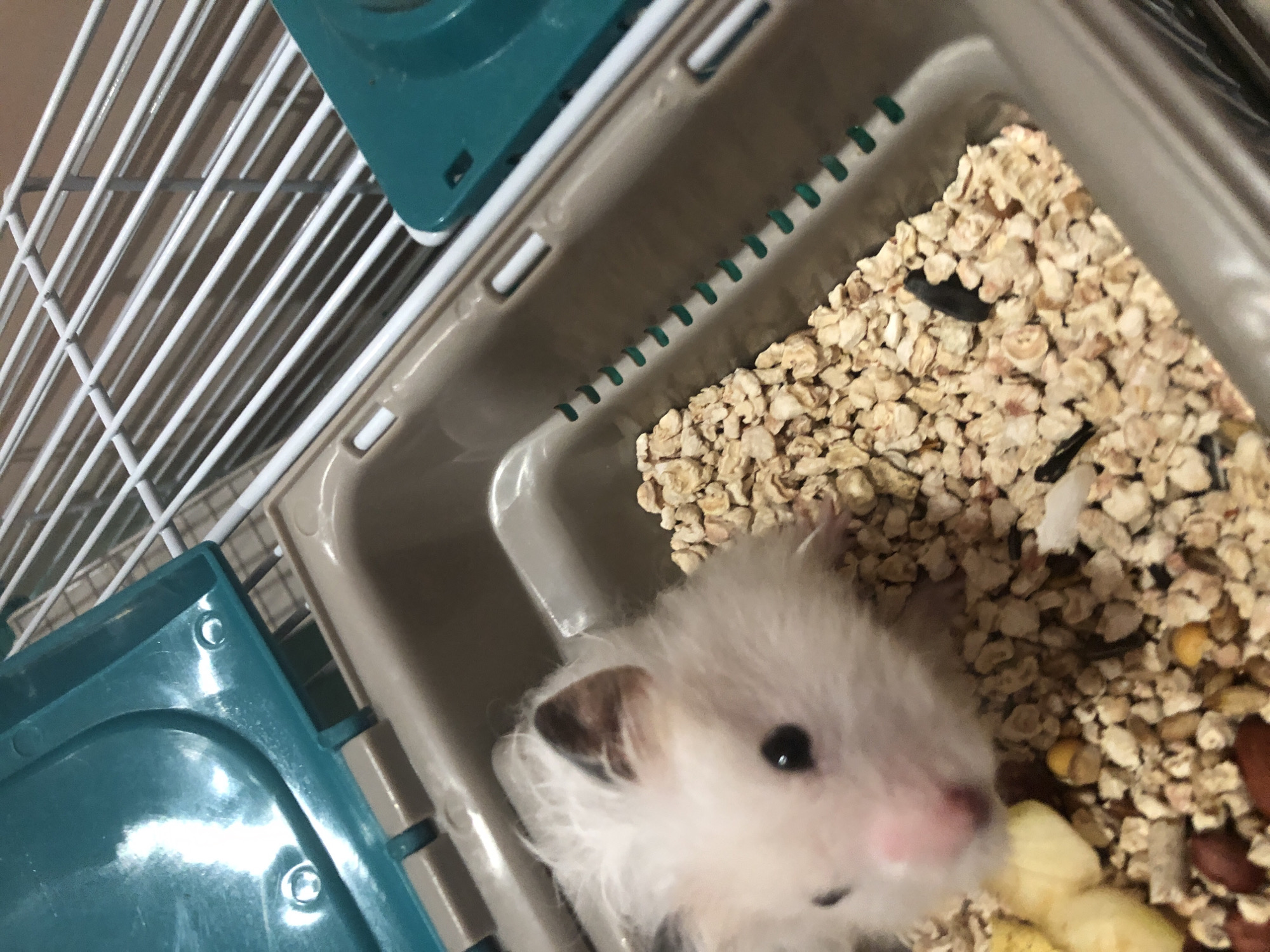 A close-up shot captures a fluffy, white and light brown hamster in its cage. The hamster, with its dark eyes and pink nose, peeks out from a bed of light brown, granular bedding. Pieces of what appear to be food, such as nuts and possibly dried fruit, are mixed in with the bedding. The cage features a beige plastic base and a teal-colored lid, with white metal bars forming the upper structure. The lighting suggests an indoor environment, possibly a home or pet store. The image does not provide any information to determine its location in Solikamsk, Russia.