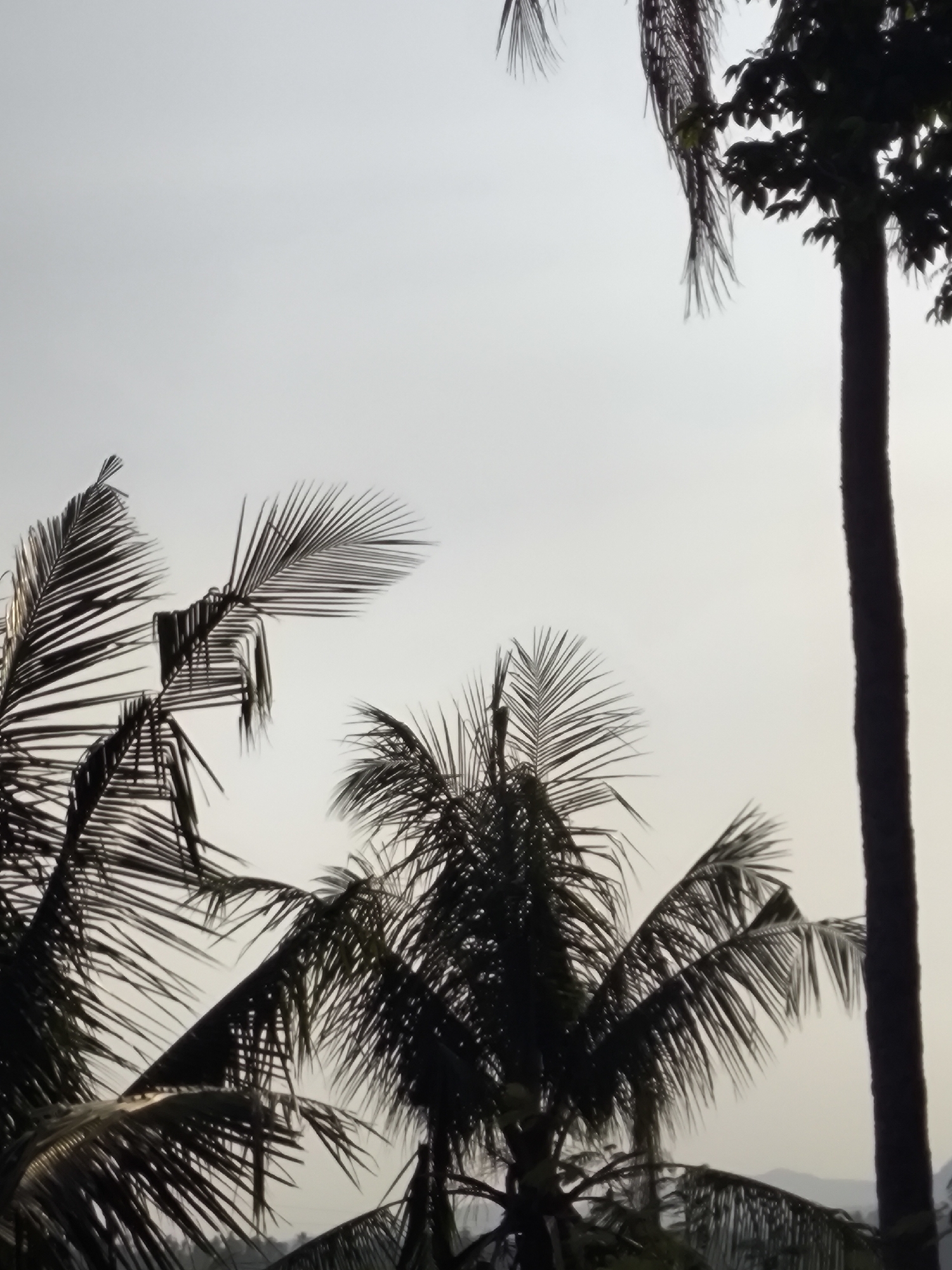 The image captures a silhouette of several palm trees against a bright, overcast sky, with a faint hint of mountains in the distance. The scene is likely located in or near Cilegon, Indonesia, a region known for its coastal areas and tropical vegetation. In the foreground, the fronds of several palm trees are visible, their dark outlines stark against the pale sky. One particularly tall, slender palm tree stands to the right of the frame, its dark trunk and sparse foliage creating a strong vertical element. The overall impression is one of a serene, natural landscape, possibly at dusk or dawn, given the diffused light. There are no people or observable activities in the image.