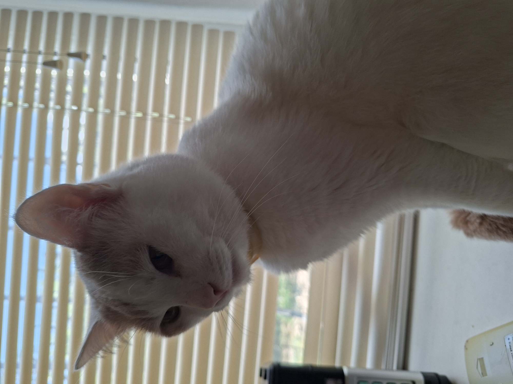 A close-up shot shows a white and ginger cat with a yellow collar, sitting on a windowsill in front of blinds. The cat is looking down and to the left. To the left of the cat, there is a black object that appears to be a device with buttons, and a light-colored object that looks like a remote control. The background consists of beige blinds with light filtering through them, suggesting it is daytime. The scene is indoors. There is no identifiable information that places this image in Mykolaiv, Ukraine.