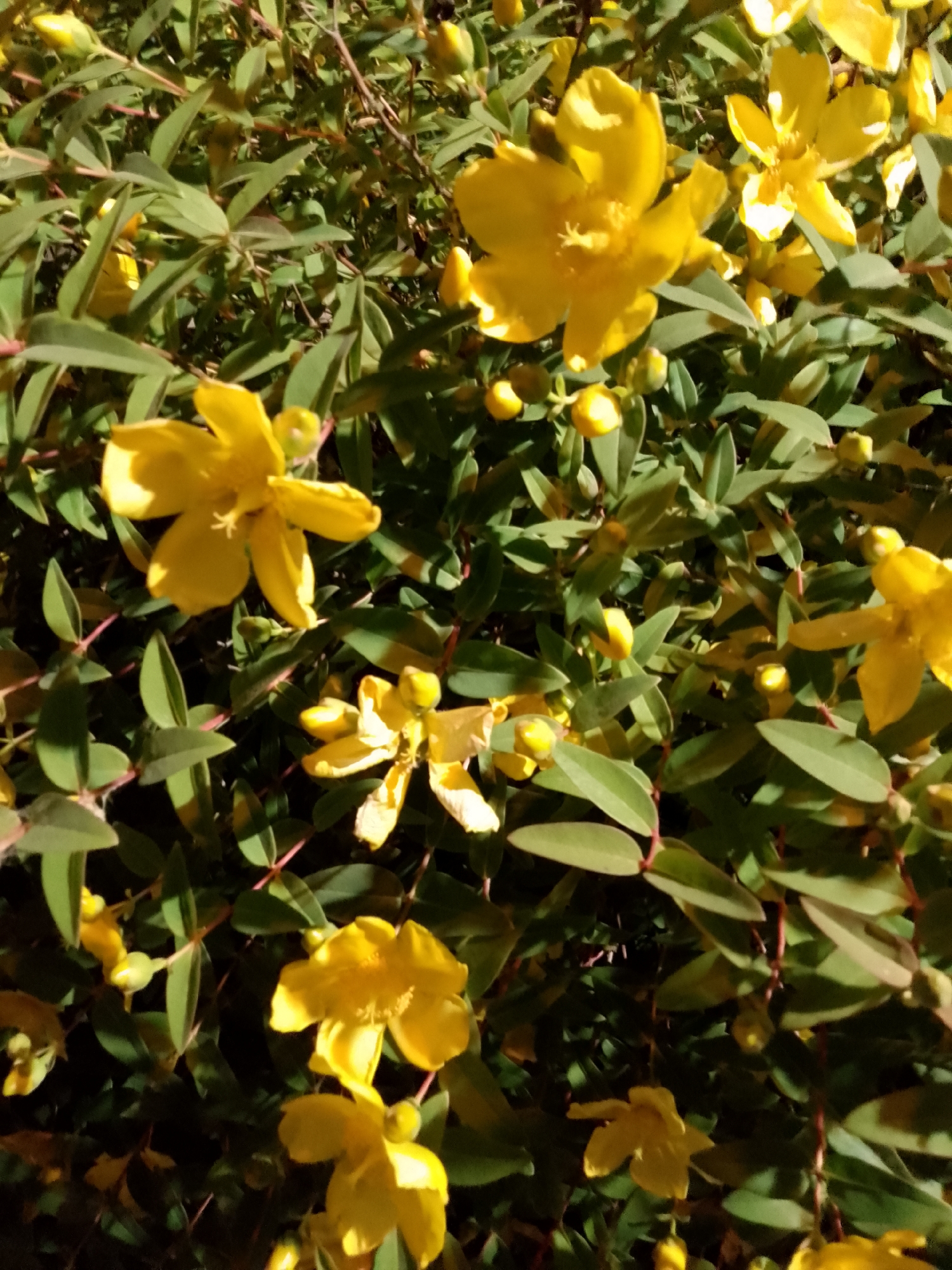 This is a close-up, vertical medium shot of a flowering plant with vibrant yellow blossoms and green leaves. The plant appears to be a shrub or bush, with many small, pointed green leaves and thin, reddish stems. The yellow flowers are the main focus, with five petals each, some fully open and others still in bud. The flowers are a bright, cheerful yellow, and some have a slightly crinkled texture. The background is filled with more foliage, creating a dense, natural setting. The lighting suggests it is daytime, with sunlight highlighting the flowers and leaves, creating some shadows and depth. The image has a natural, outdoor feel, likely taken in a garden or park in Schwerin, Germany. There are no people or specific objects visible, and no text is present. The overall impression is one of natural beauty and the vibrancy of summer flora.