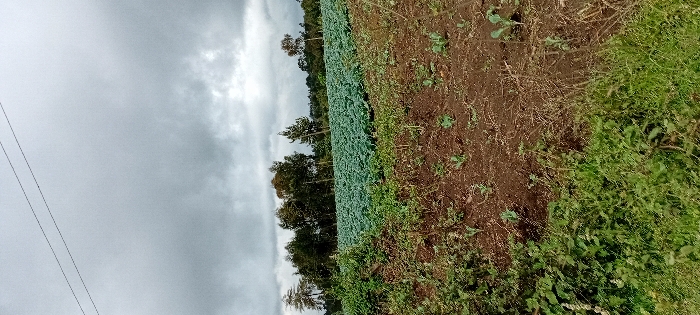 The image presents an agricultural landscape in the city of Gatakaine, Kenya, under a heavily overcast, grey sky. Two thin, dark power lines are visible extending diagonally across the upper left portion of the frame. The midground is dominated by an extensive cultivated field, featuring numerous rows of uniformly planted, mature green leafy crops, consistent with Brassica species such as cabbage or kale. The soil within this field appears dark brown. In the immediate foreground, the ground consists of uneven, dark brown earth interspersed with patches of smaller green plants, weeds, and some drier grass. The background is characterized by a dense treeline composed of various dark green broadleaf and conifer-like trees, indicating a wooded area or forest boundary. No individuals, animals, or specific actions are observable within the scene.
