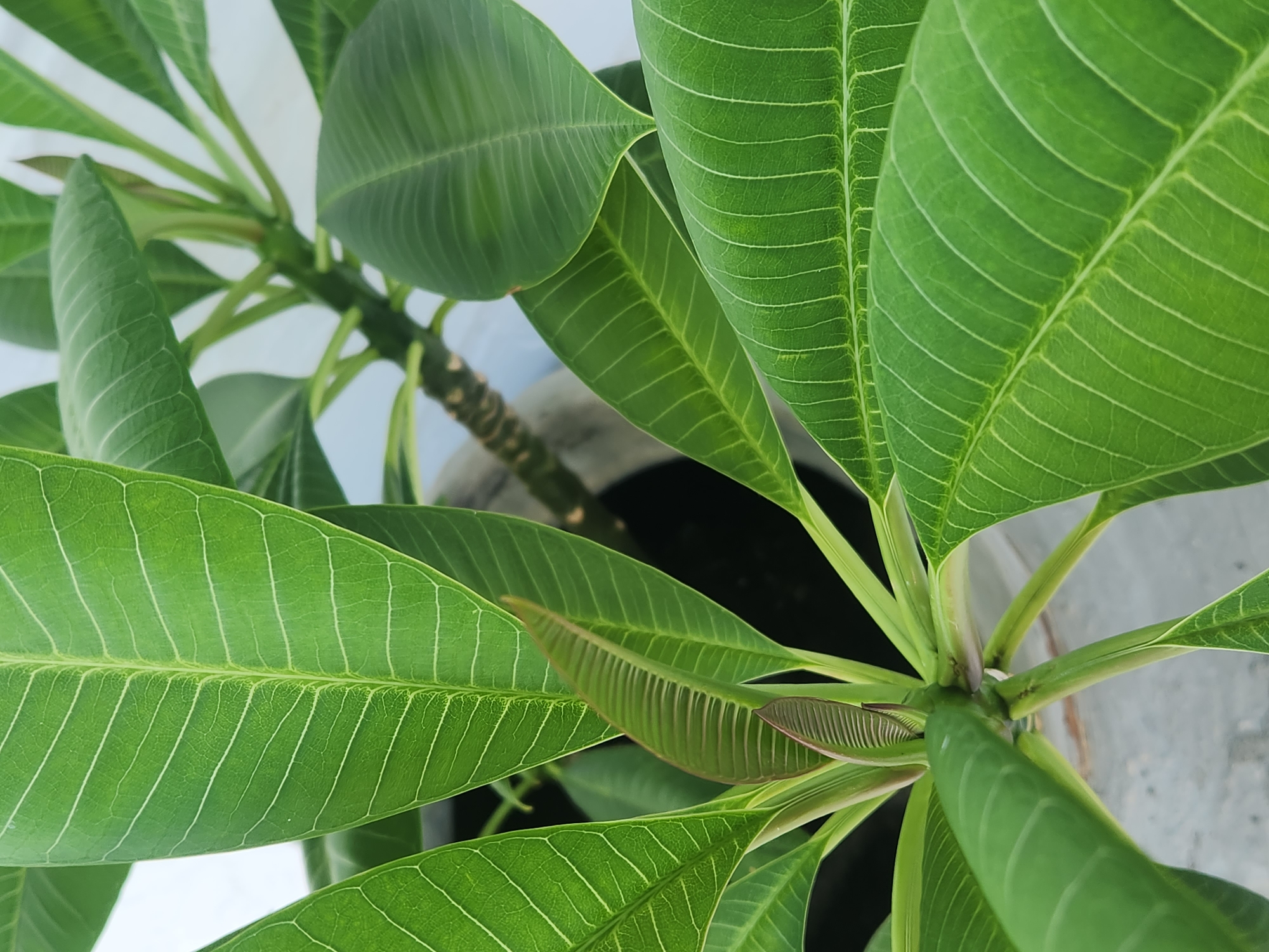 The image is a close-up, eye-level shot of a Frangipani plant in a pot. The plant has large, vibrant green leaves with prominent white veins. A new leaf, partially unfurled and reddish-brown at the tip, is visible in the center of the frame. The pot appears to be made of concrete and is situated outdoors, possibly on a patio or walkway, with a light-colored background that suggests a wall or fence. No people or specific landmarks of Maitland, United States of America are visible.