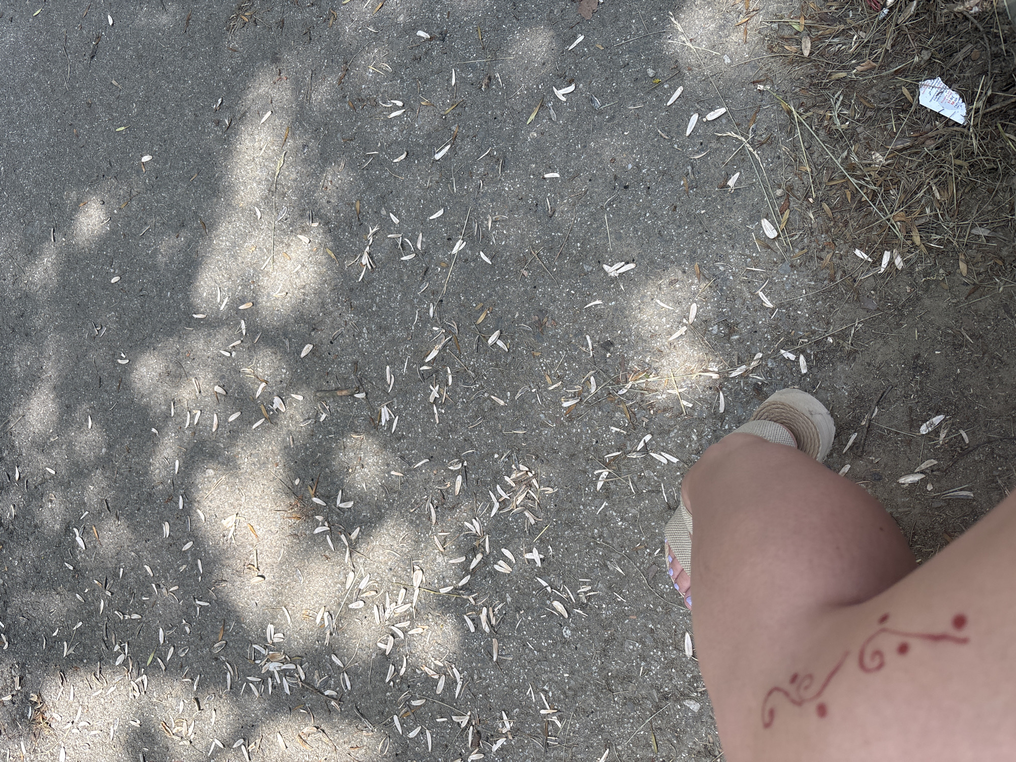 The image shows a close-up view of a person's leg and foot, wearing a flip-flop, resting on an asphalt surface. The asphalt is scattered with numerous small, light-colored leaf-like debris and some dry grass. Shadows of tree branches are cast across the ground, indicating an outdoor setting. A small, reddish-brown henna-like design is visible on the person's thigh. In the bottom right corner, a small piece of crumpled white paper, possibly a receipt, is partially visible amongst the debris and grass. The overall scene suggests a casual outdoor environment, possibly a park or sidewalk area in the town of Garmen, Bulgaria.