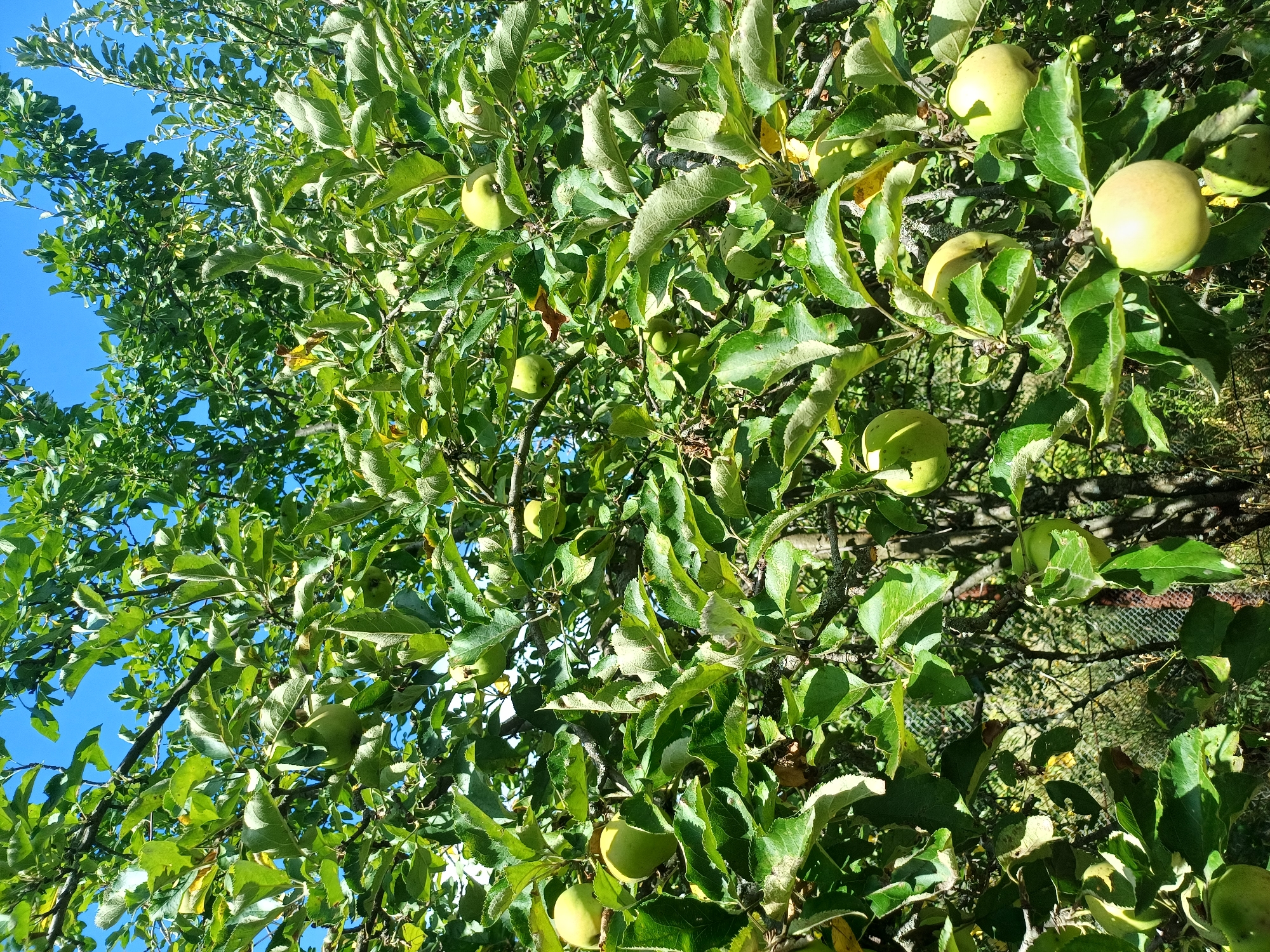 An apple tree laden with green apples is shown against a bright blue sky. The branches are covered in lush green leaves, with some yellowing leaves indicating the season. Several apples are visible, varying in ripeness. The scene appears to be in a rural or semi-rural setting, possibly a garden or orchard. The image was taken in Sulymivka, Ukraine.