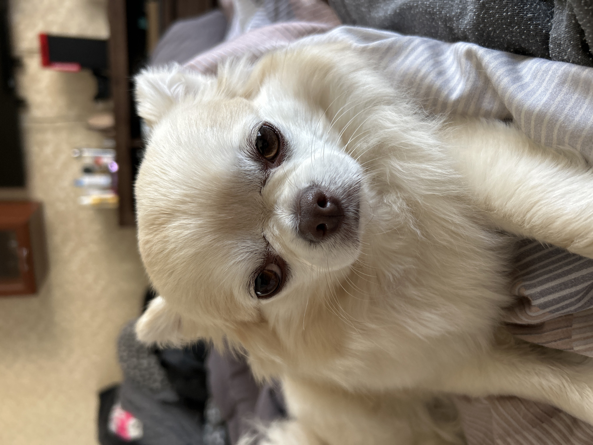 A close-up, frontal shot captures a long-haired chihuahua with cream-colored fur and dark brown eyes, looking directly at the camera. The dog is lying on a bed with striped and grey bedding. In the blurred background, a wooden shelf holds several bottles and containers, and a dark cabinet or shelf is visible. The environment appears to be an indoor setting, possibly a bedroom, in Moskovskiy, Russia.