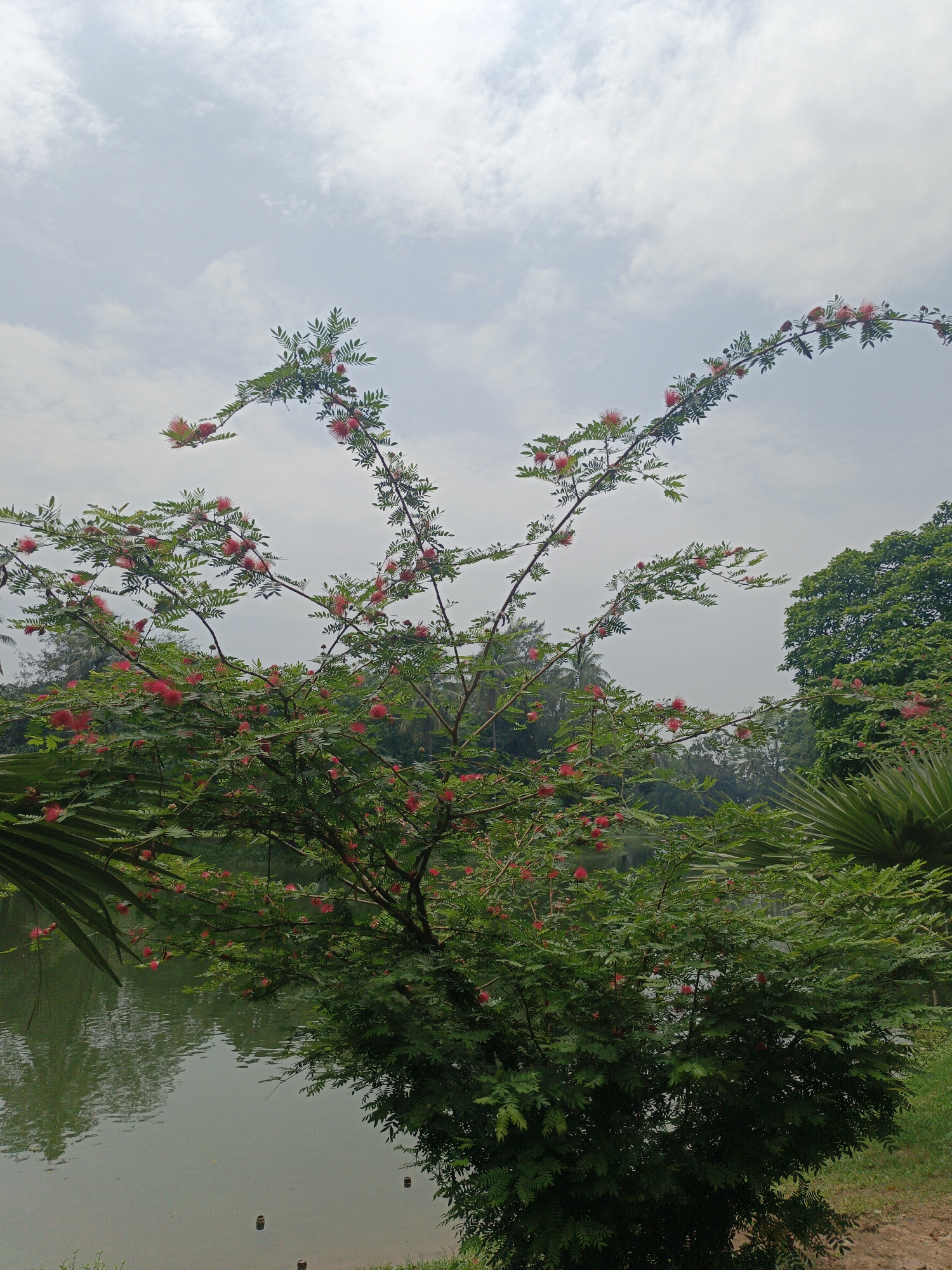 The image shows a tree with red flowers on its branches, located near a body of water, possibly a lake. The sky is overcast with light clouds. The location appears to be a park or garden. There are other trees visible in the background. The city and specific location are unknown.